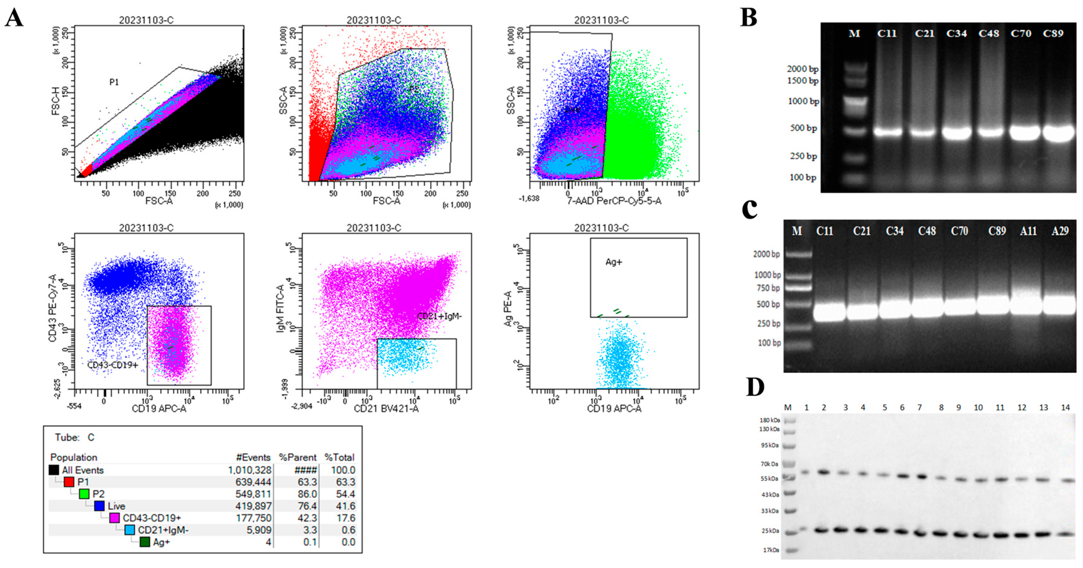 Viruses 17 01123 g002 Viruses 17 01123 g002