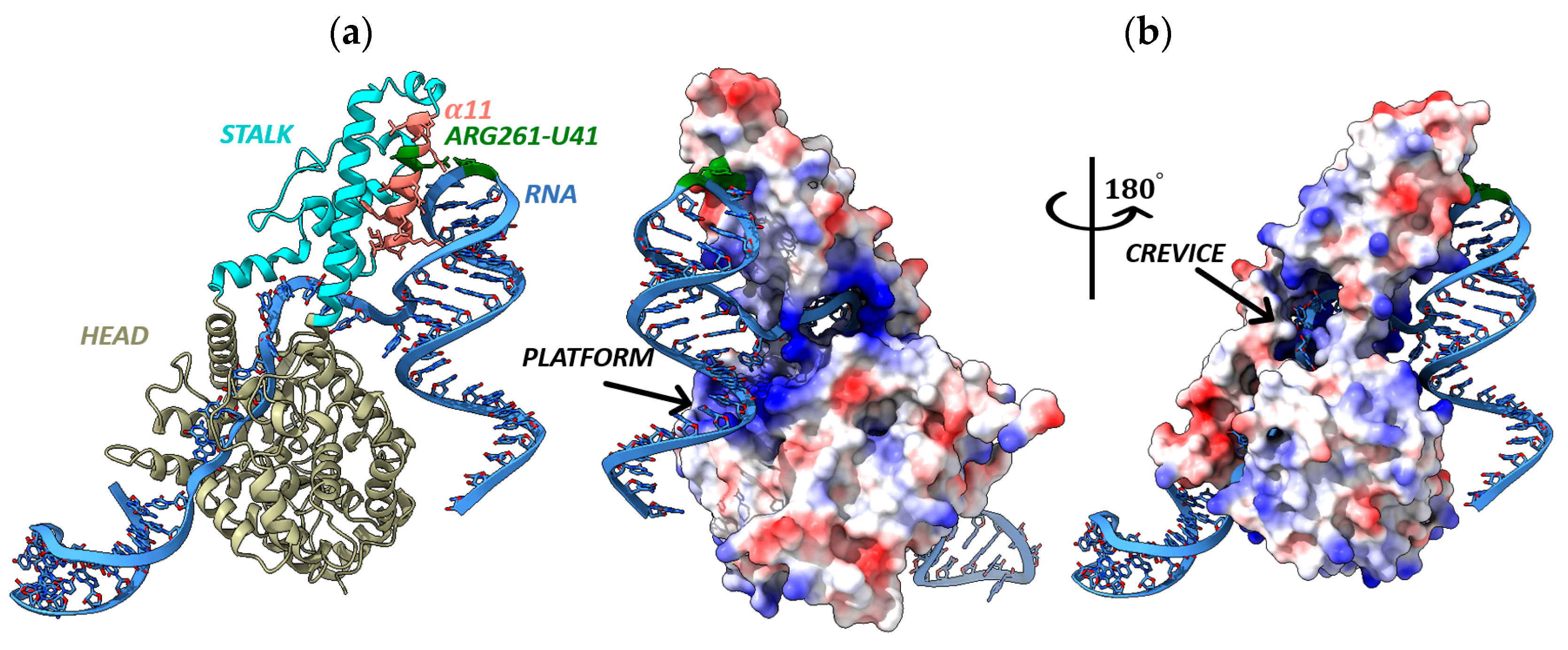 Viruses 17 01125 g005 Viruses 17 01125 g005