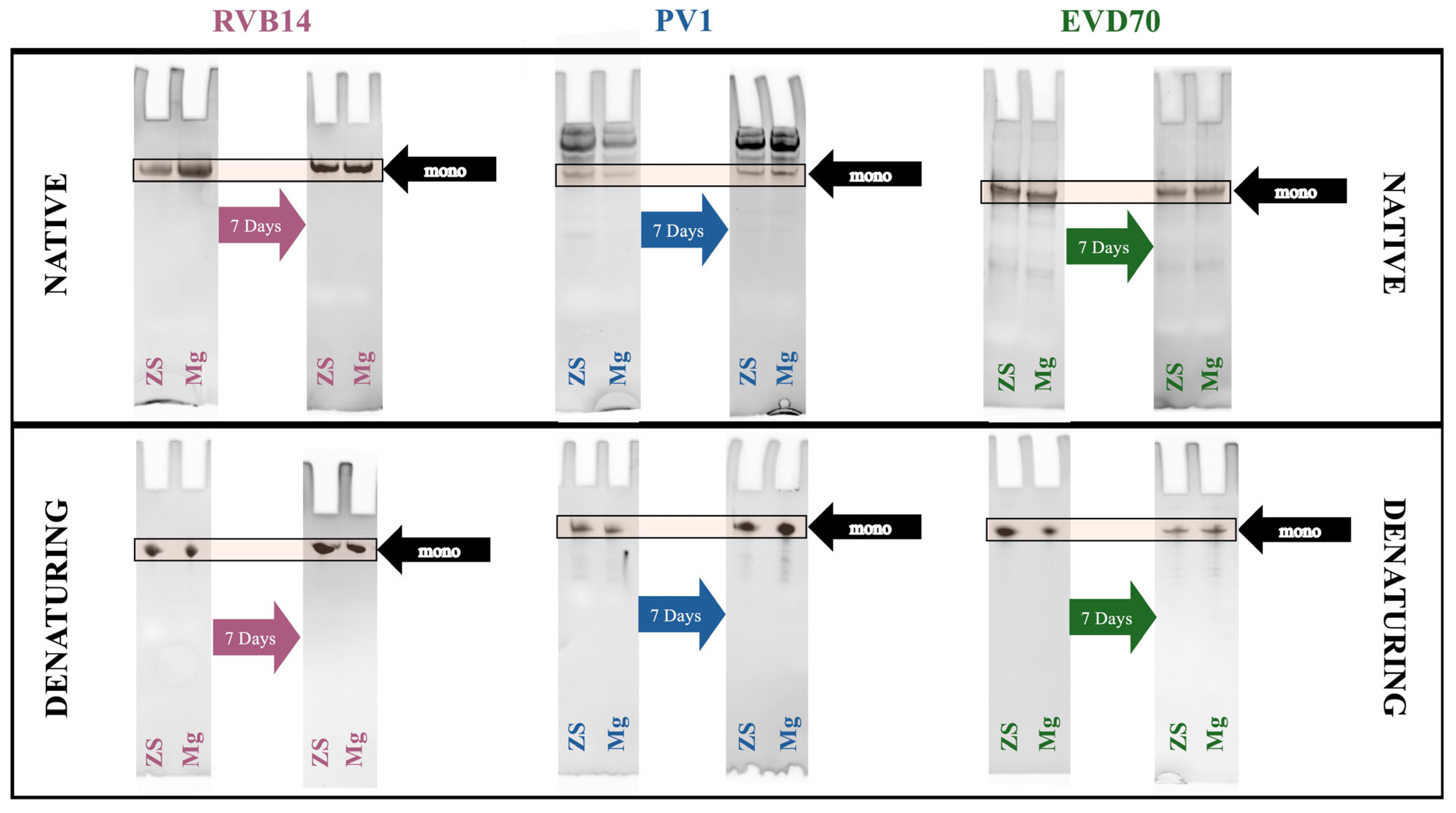Viruses 17 01127 g005 Viruses 17 01127 g005