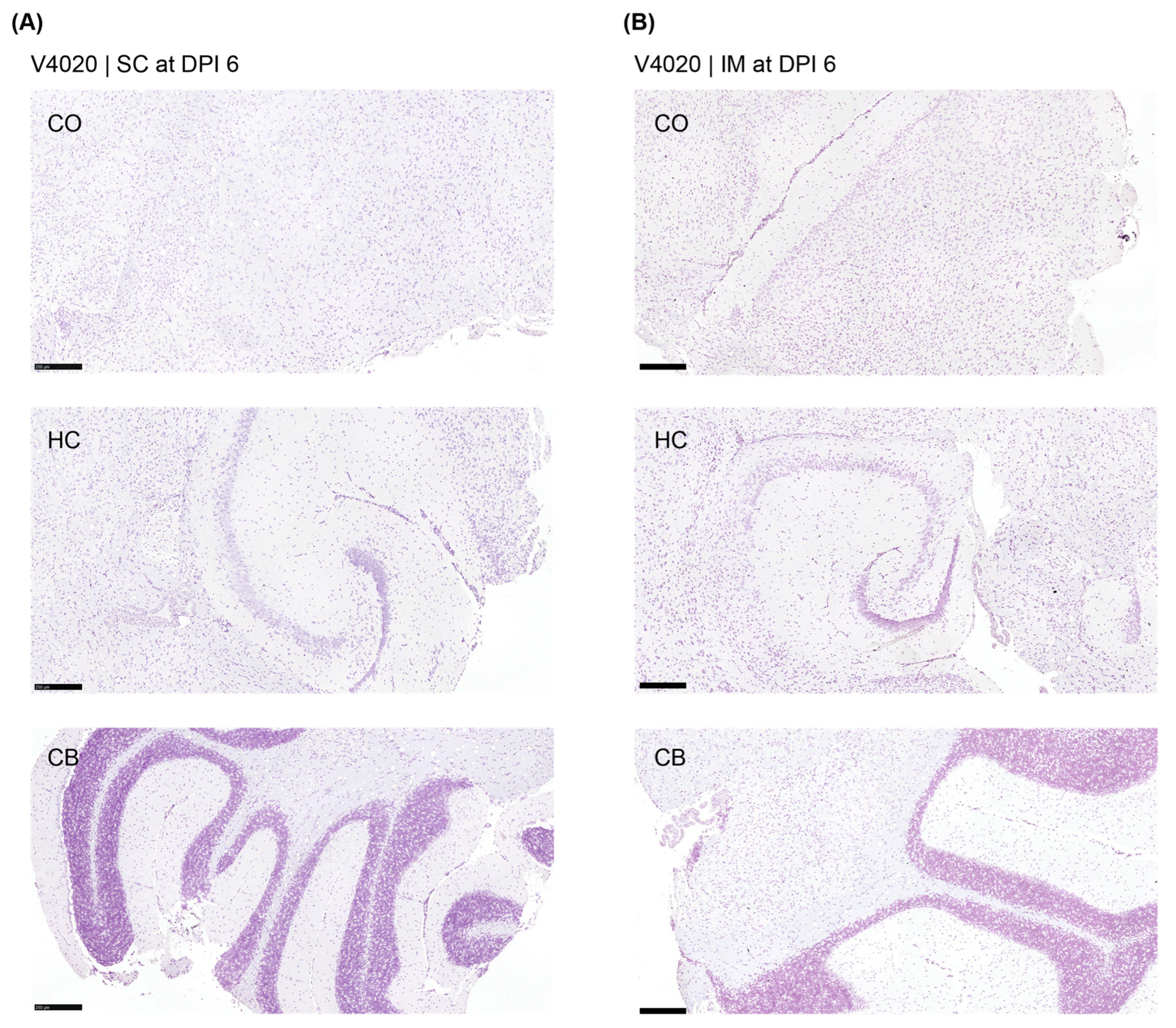 Viruses 17 01136 g004 Viruses 17 01136 g004