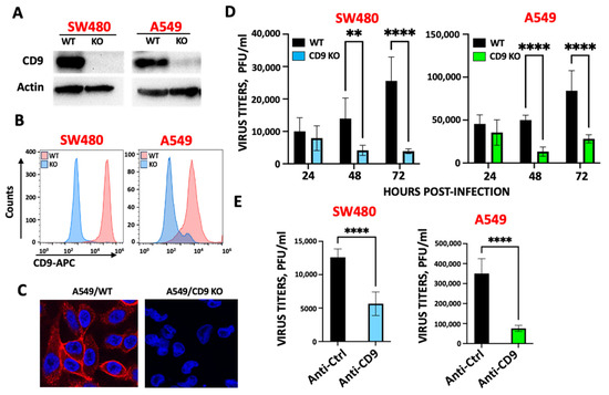 The Tetraspanin CD9 Facilitates SARS-CoV-2 Infection and Brings