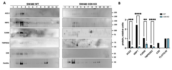 The Tetraspanin CD9 Facilitates SARS-CoV-2 Infection and Brings