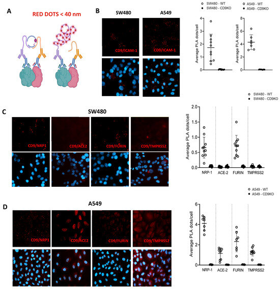The Tetraspanin CD9 Facilitates SARS-CoV-2 Infection and Brings