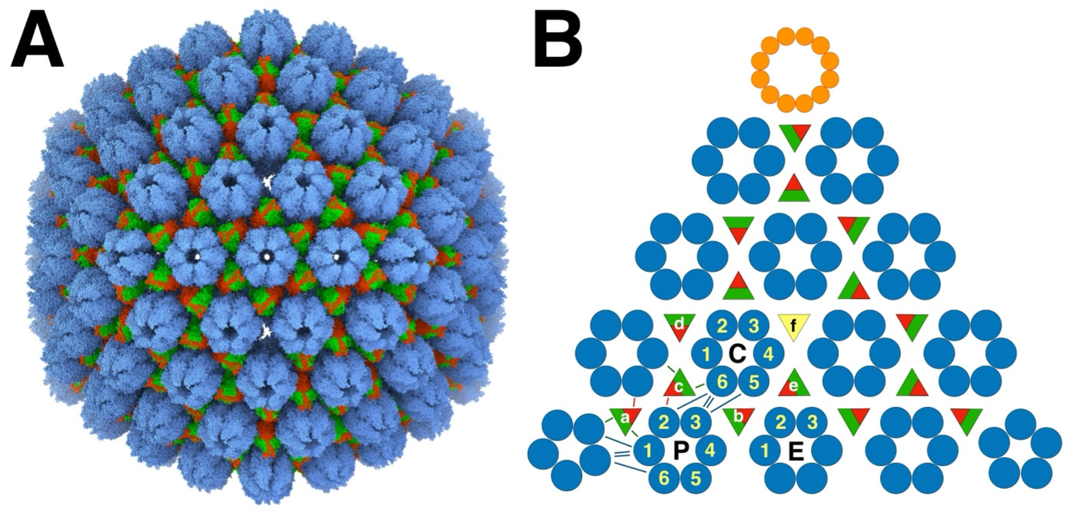 Viruses 17 01153 g001 Viruses 17 01153 g001