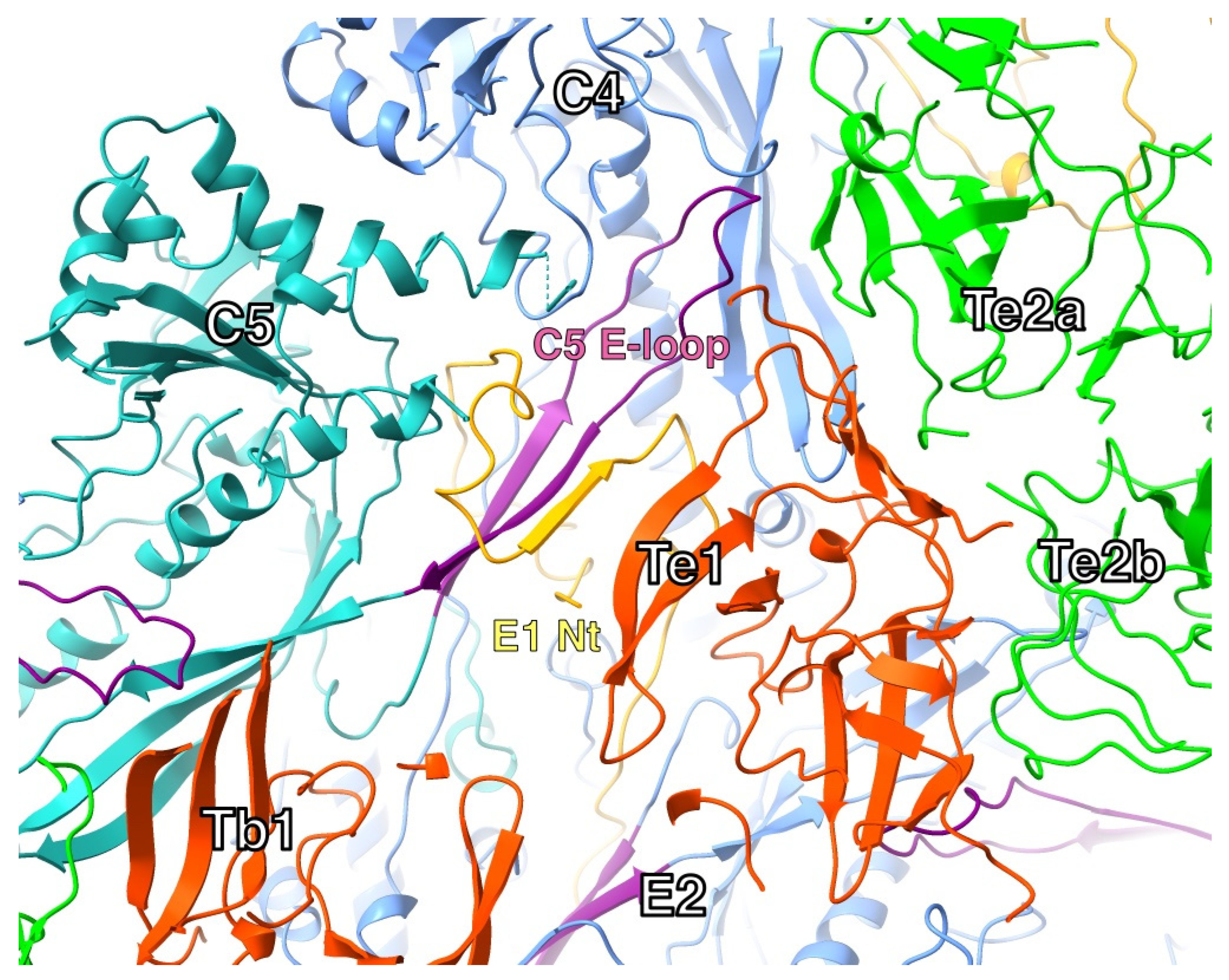 Viruses 17 01153 g007 Viruses 17 01153 g007