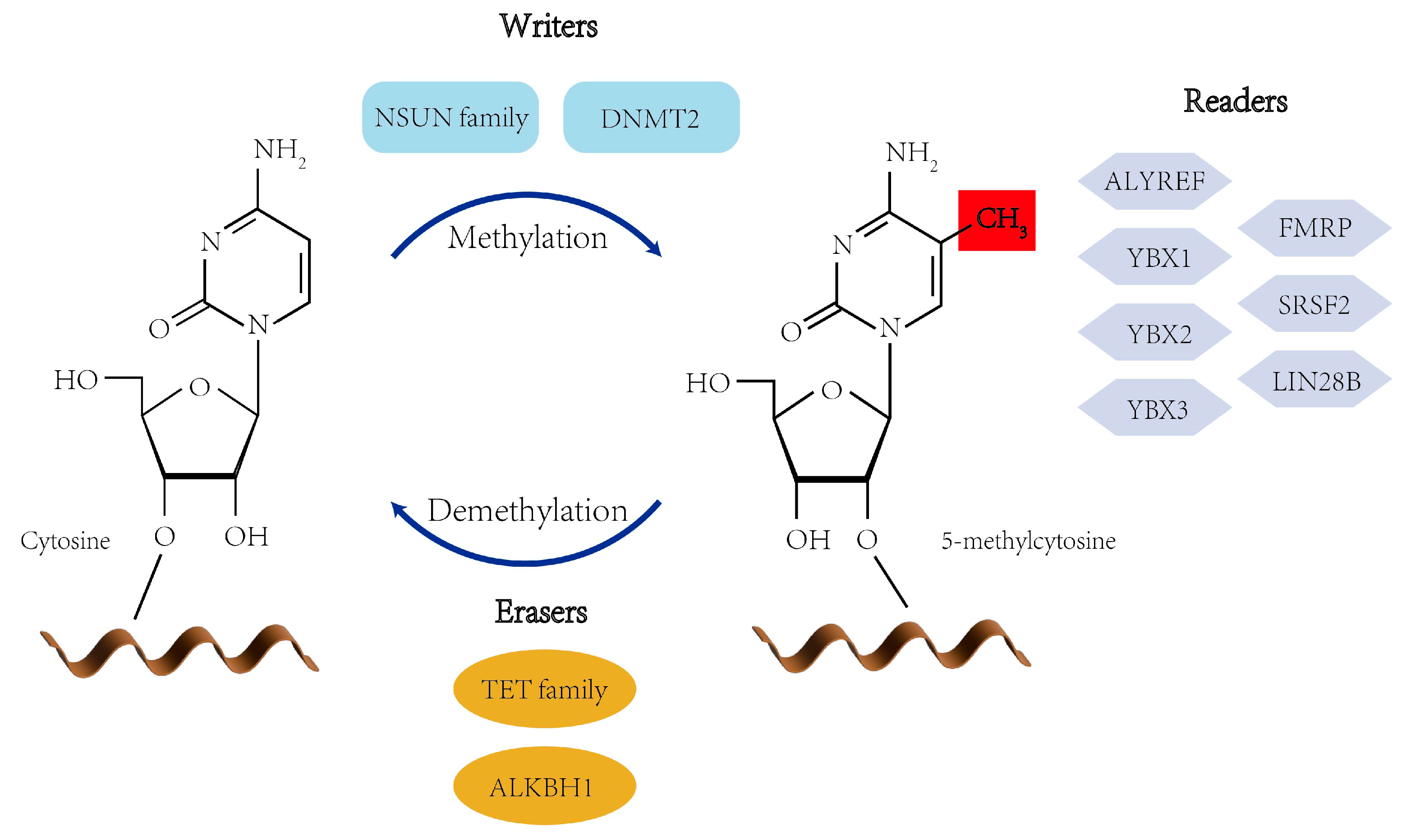 Viruses 17 01159 g001 Viruses 17 01159 g001