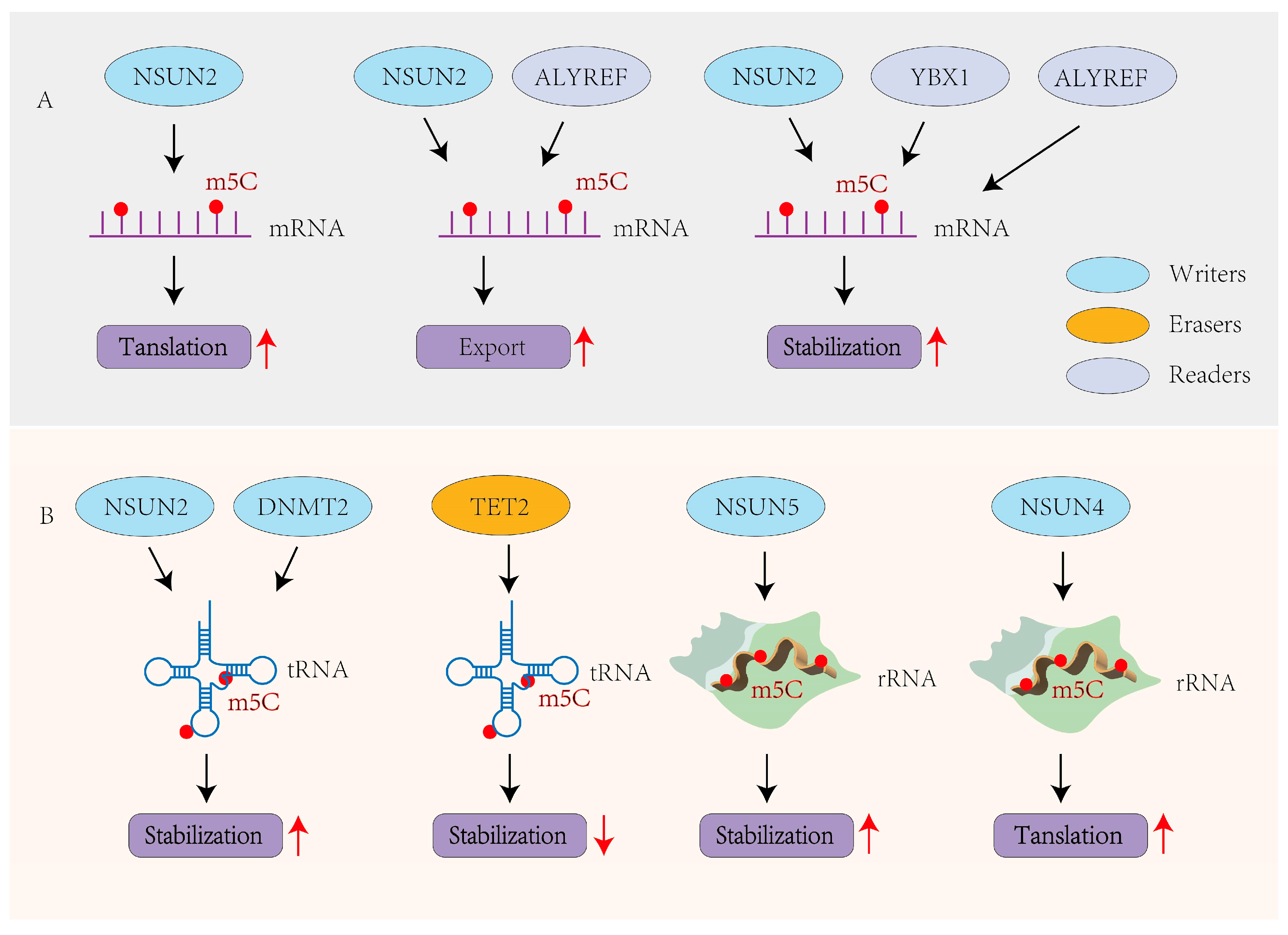 Viruses 17 01159 g002 Viruses 17 01159 g002
