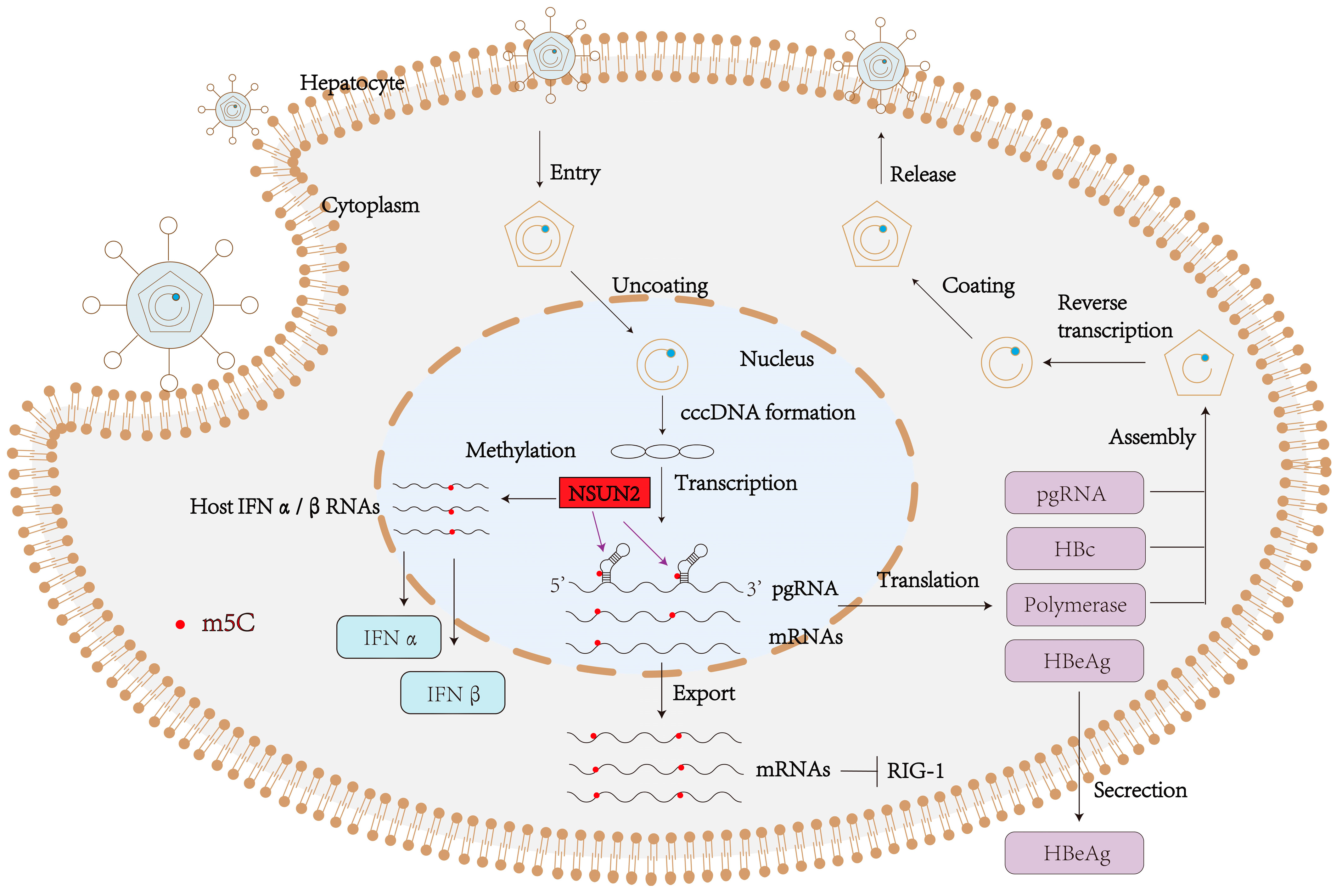 Viruses 17 01159 g005 Viruses 17 01159 g005