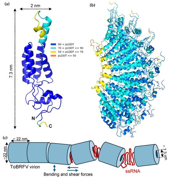 Topography and Nanomechanics of the Tomato Brown Rugose Fruit