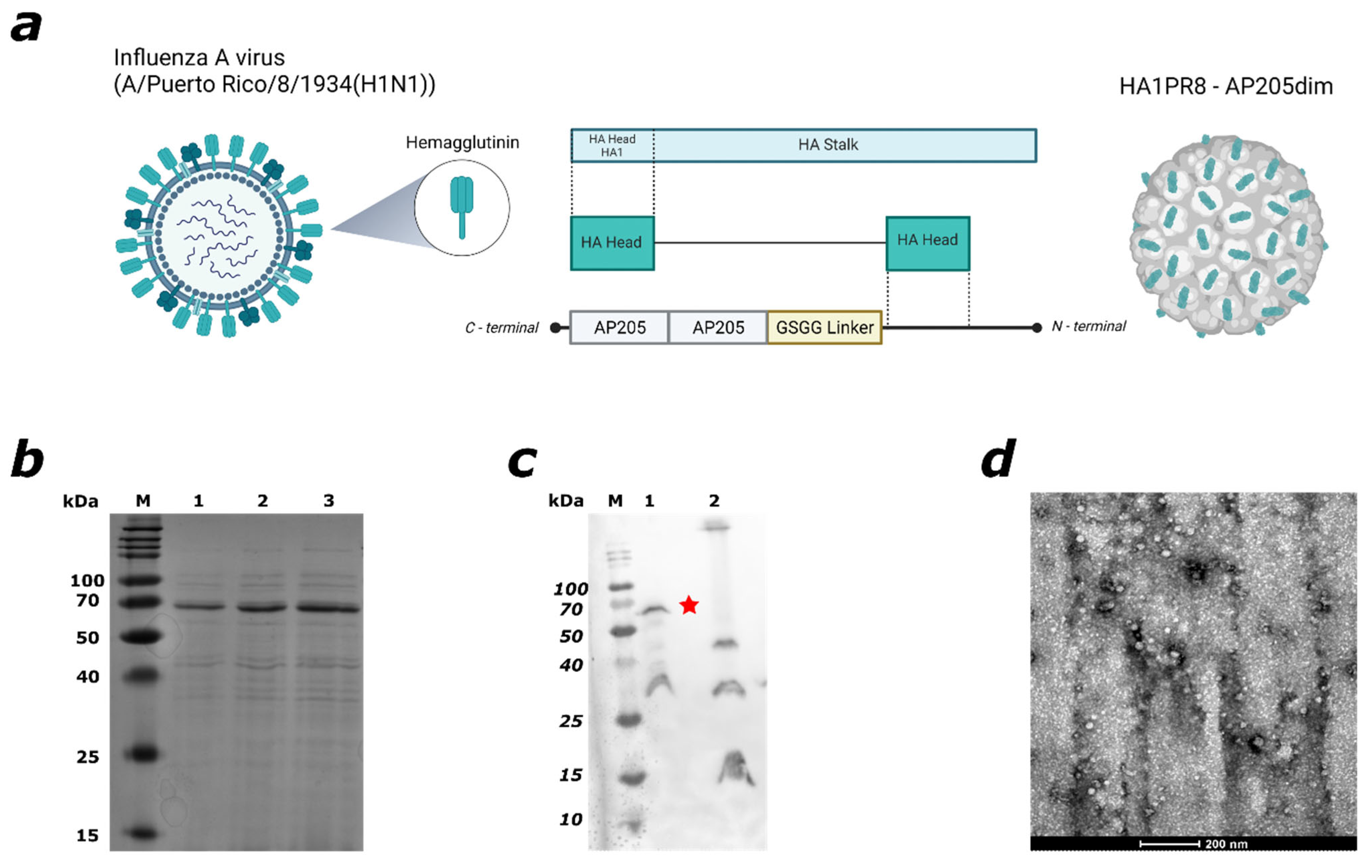 Viruses 17 01165 g001
