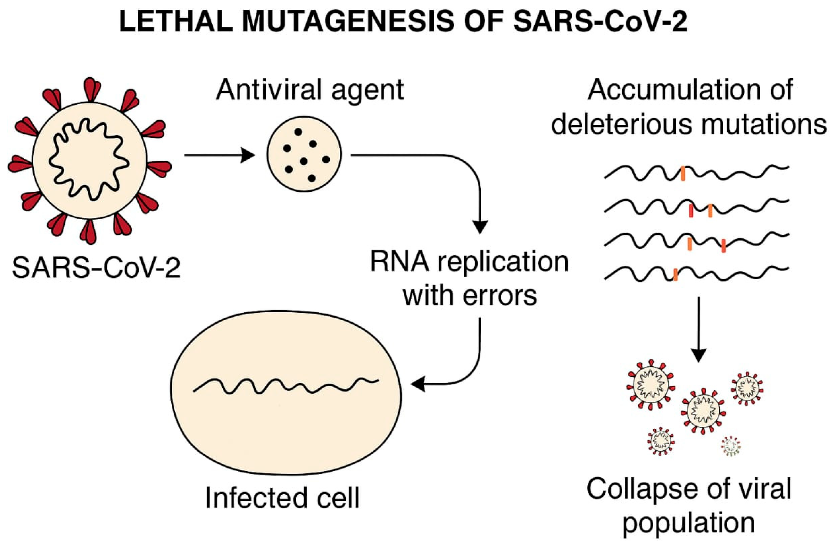 Viruses 17 01170 g005 Viruses 17 01170 g005