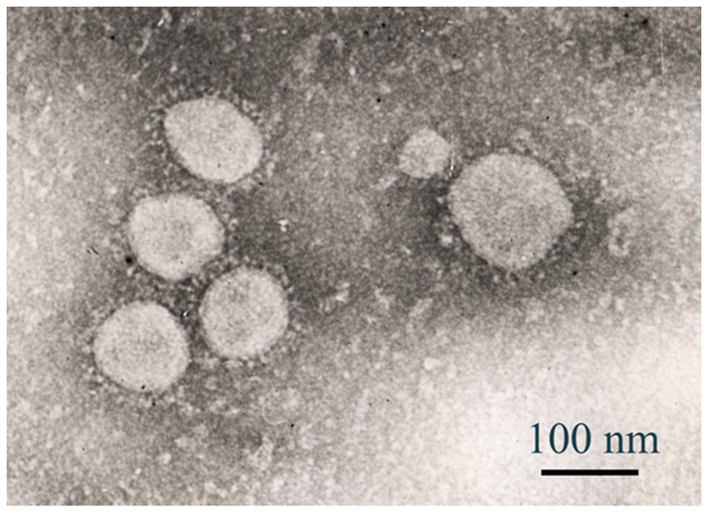 Viruses 17 01170 g010 Viruses 17 01170 g010