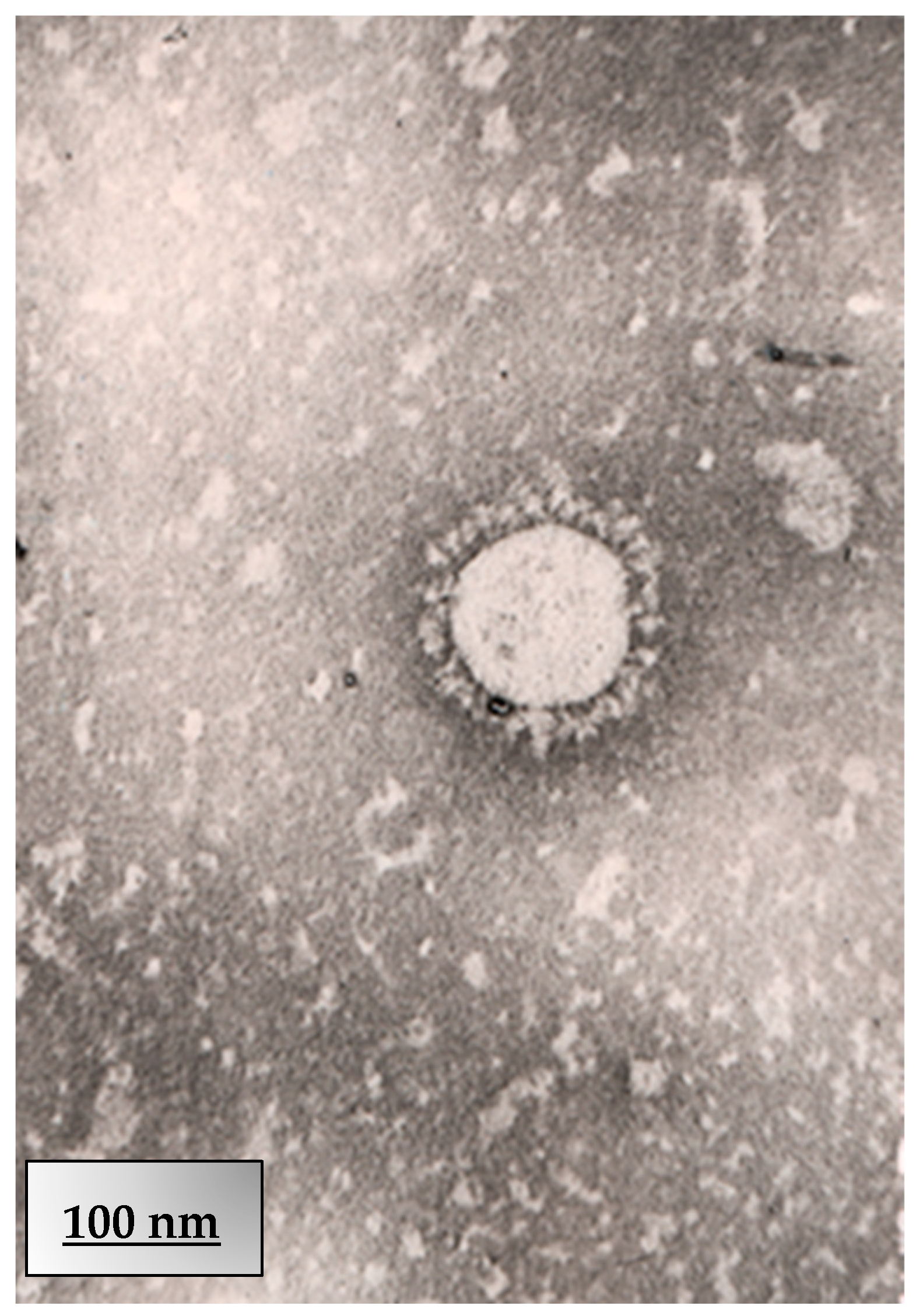 Viruses 17 01170 g011 Viruses 17 01170 g011