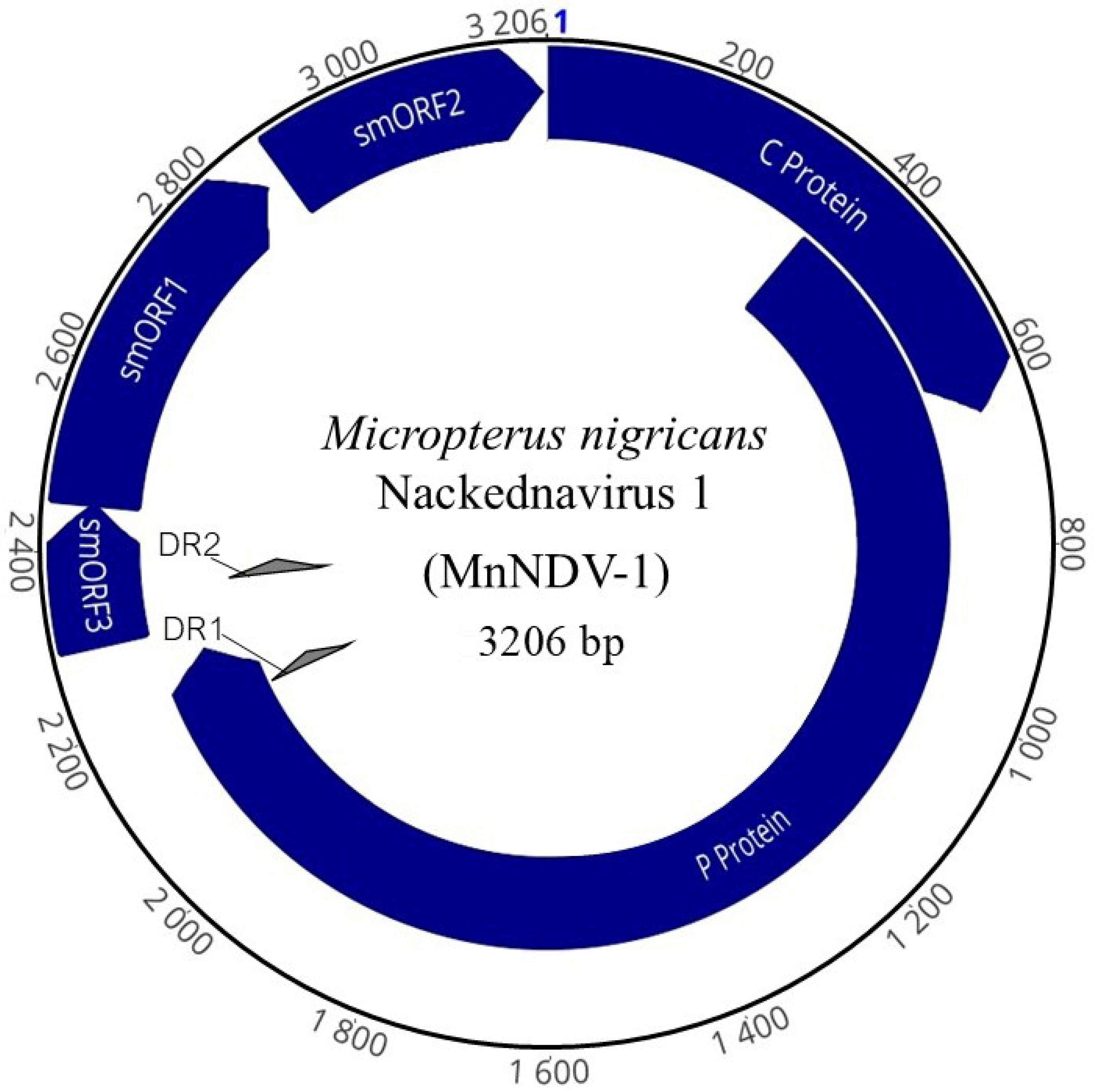 Viruses 17 01173 g002 Viruses 17 01173 g002