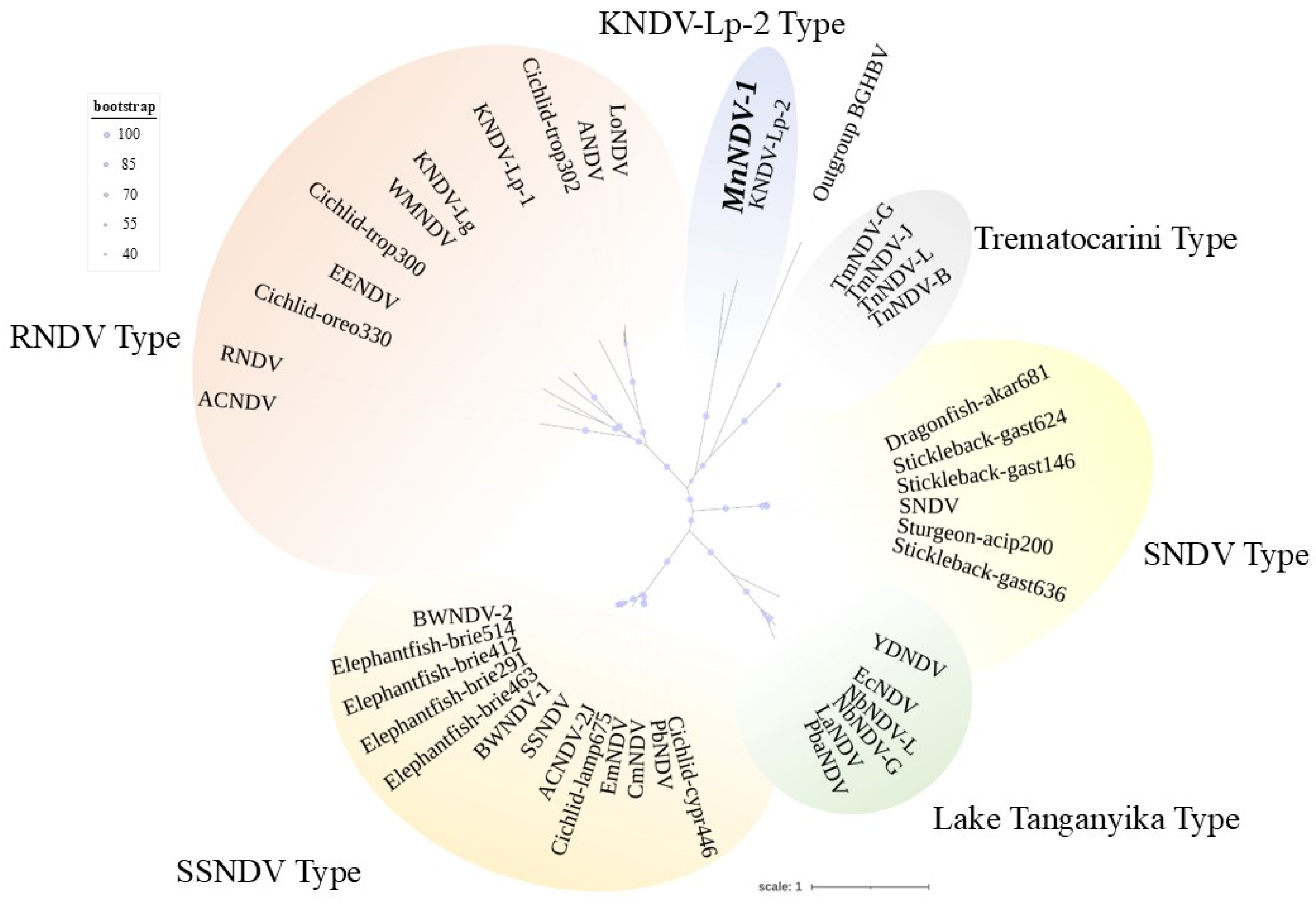 Viruses 17 01173 g004 Viruses 17 01173 g004