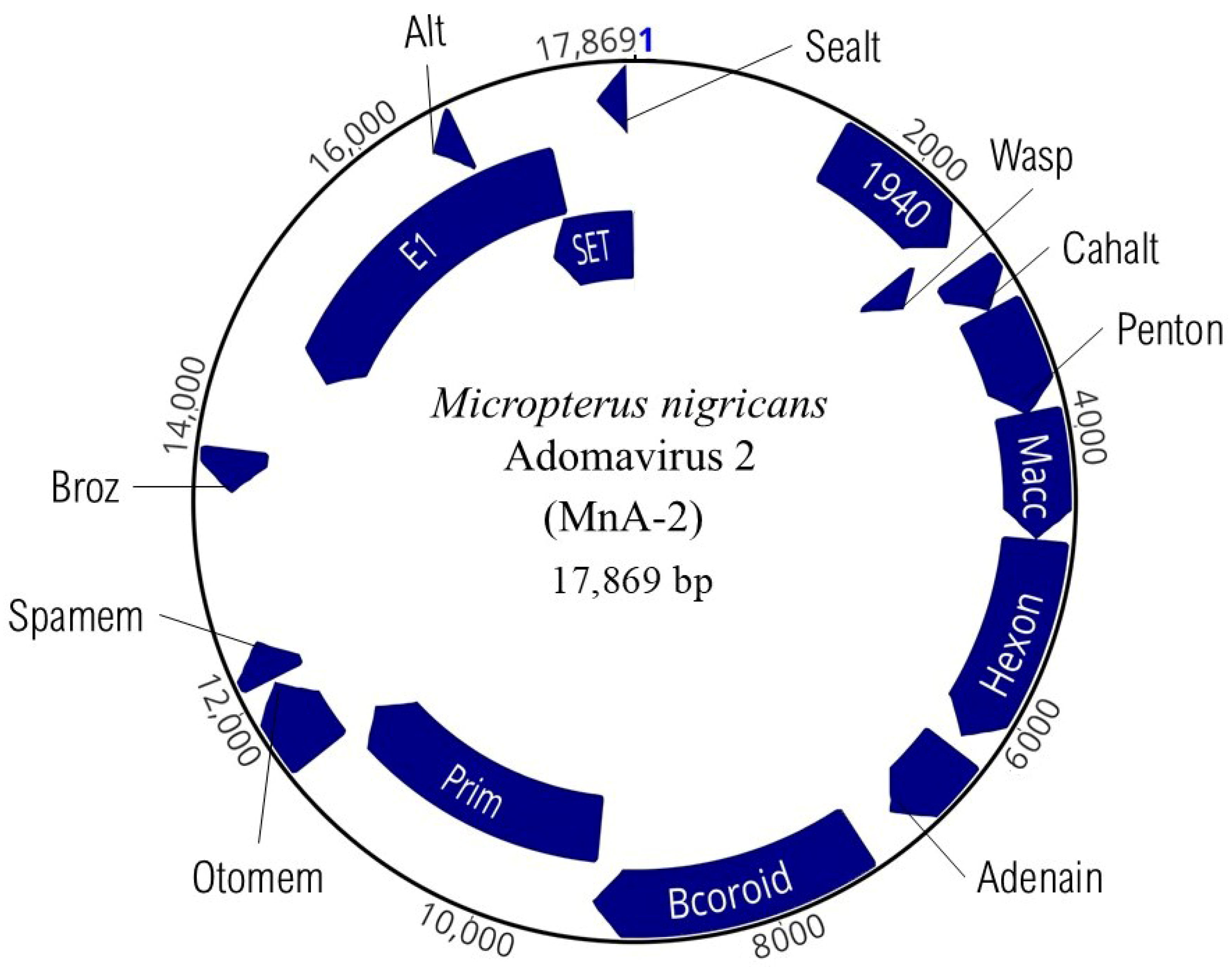 Viruses 17 01173 g005 Viruses 17 01173 g005