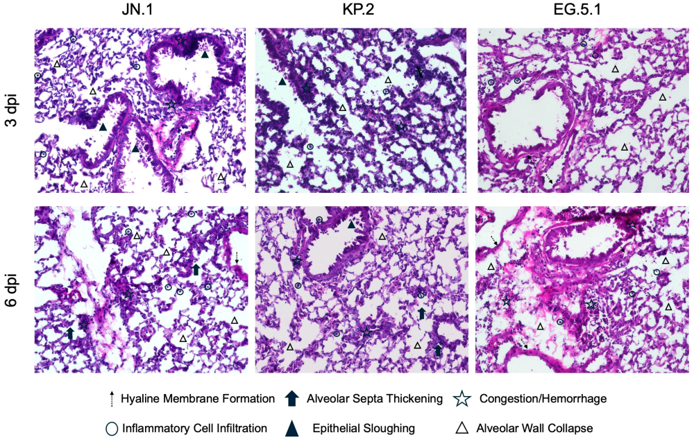 Viruses 17 01177 g004