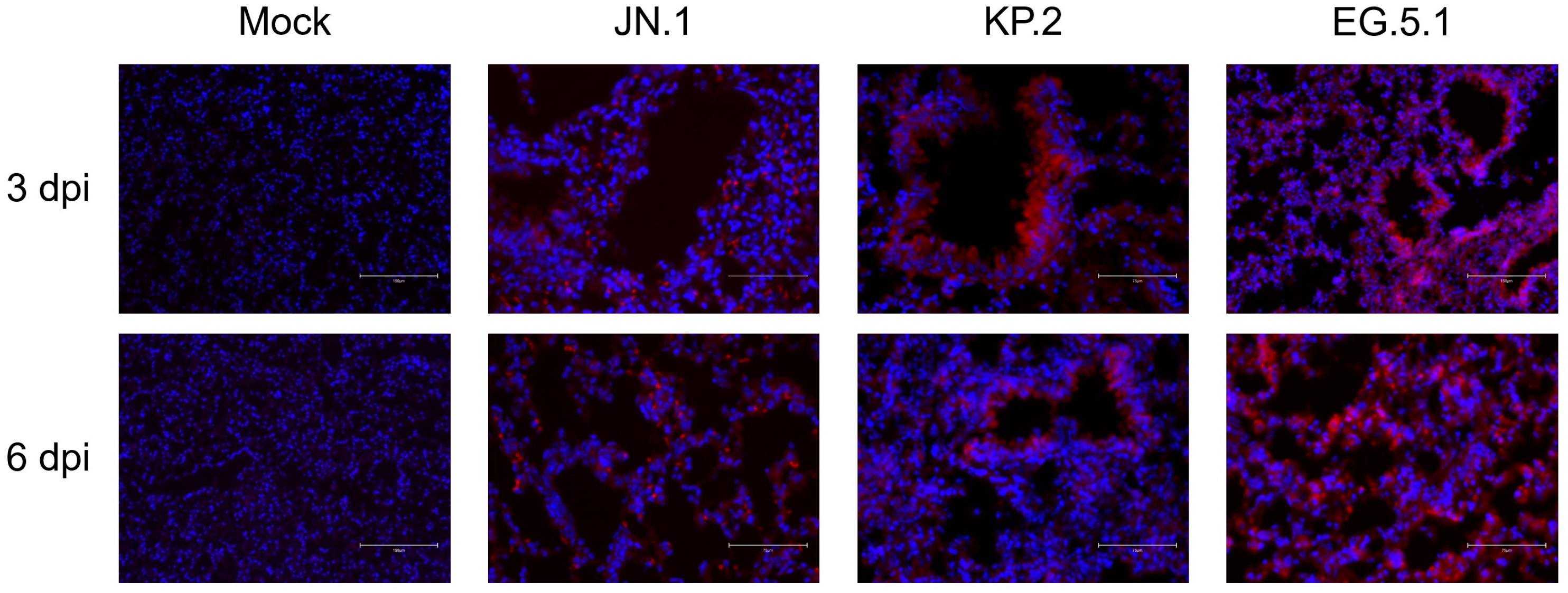 Viruses 17 01177 g005
