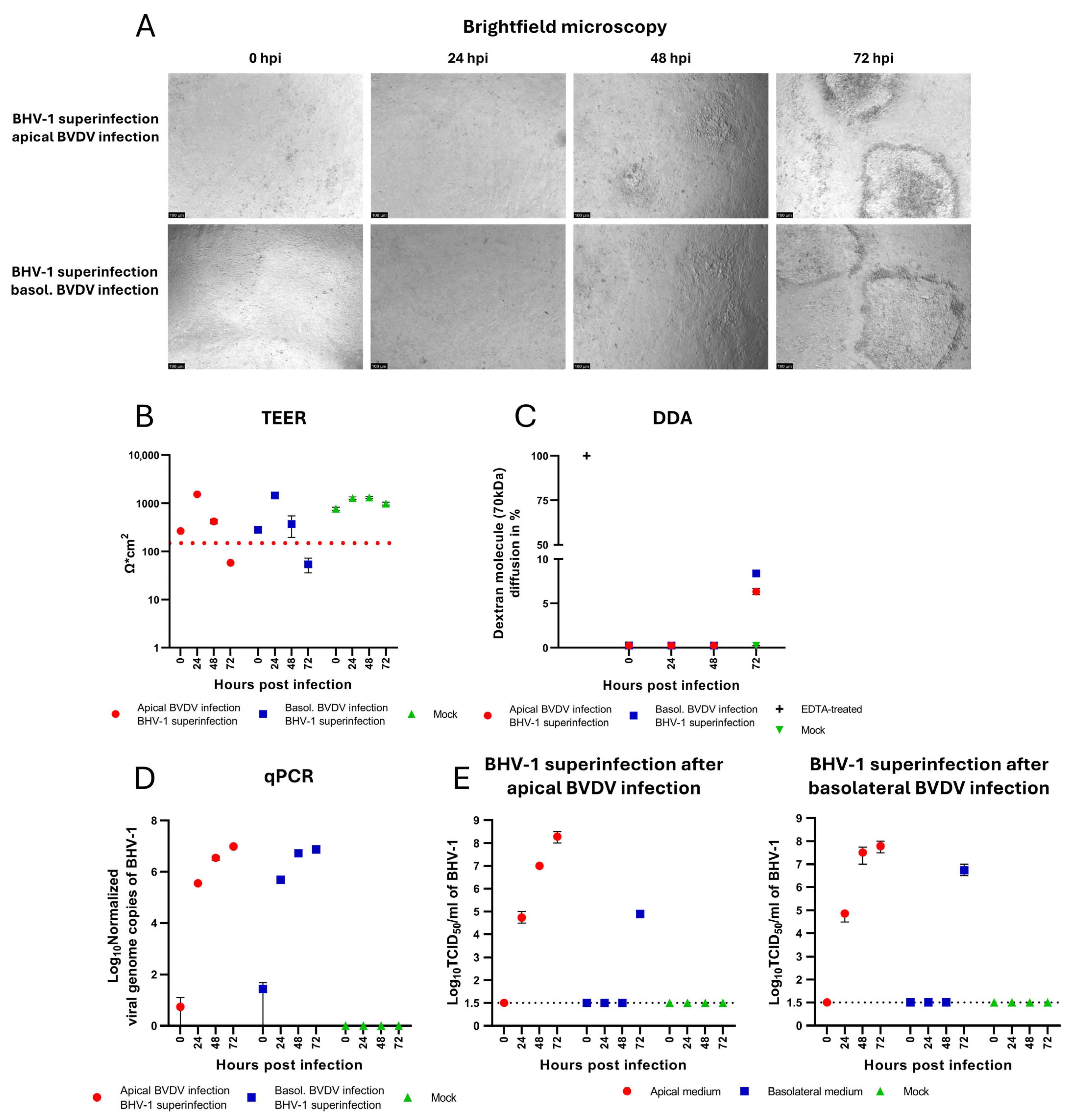 Viruses 17 01188 g004