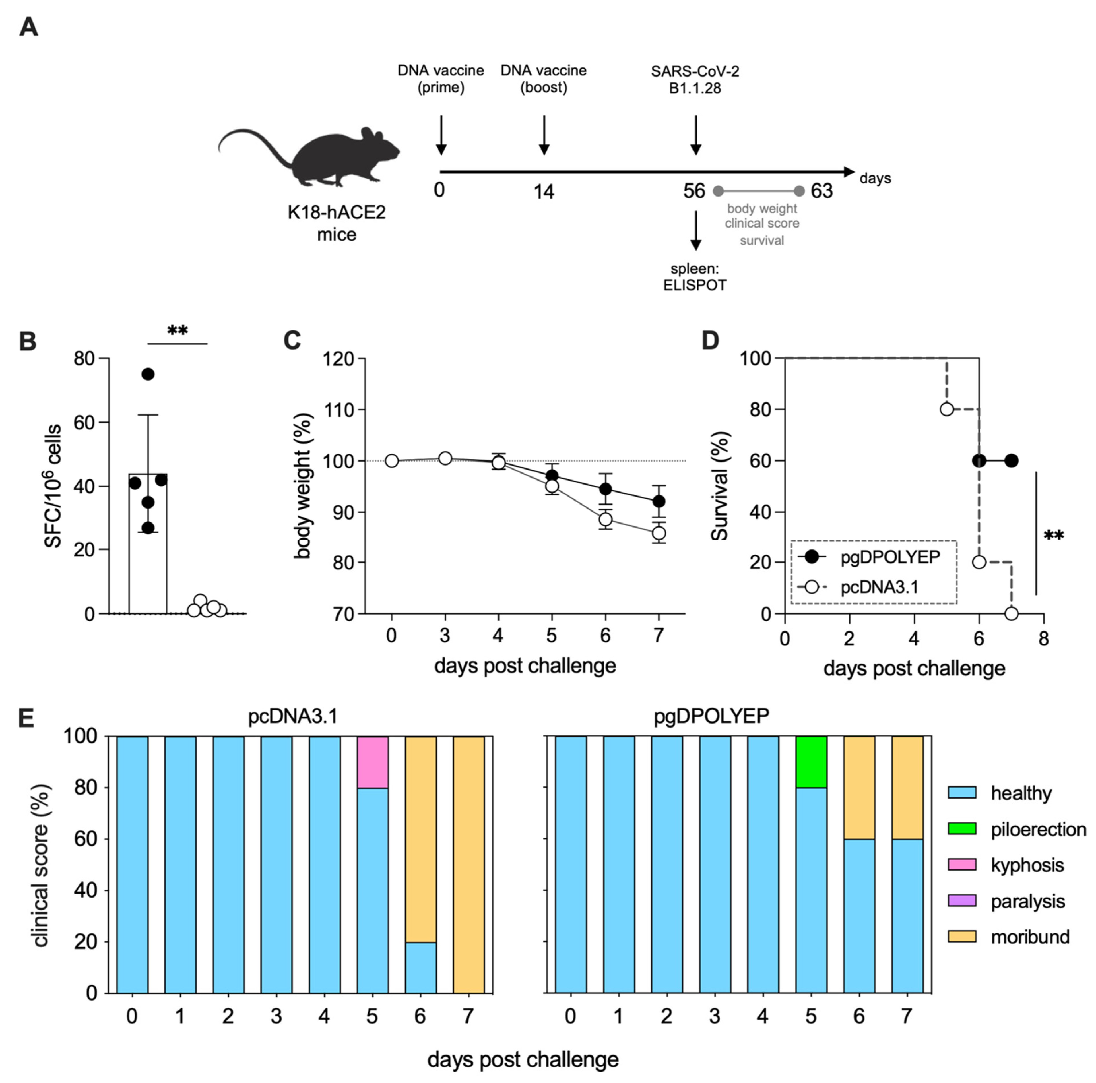 Viruses 17 01191 g004