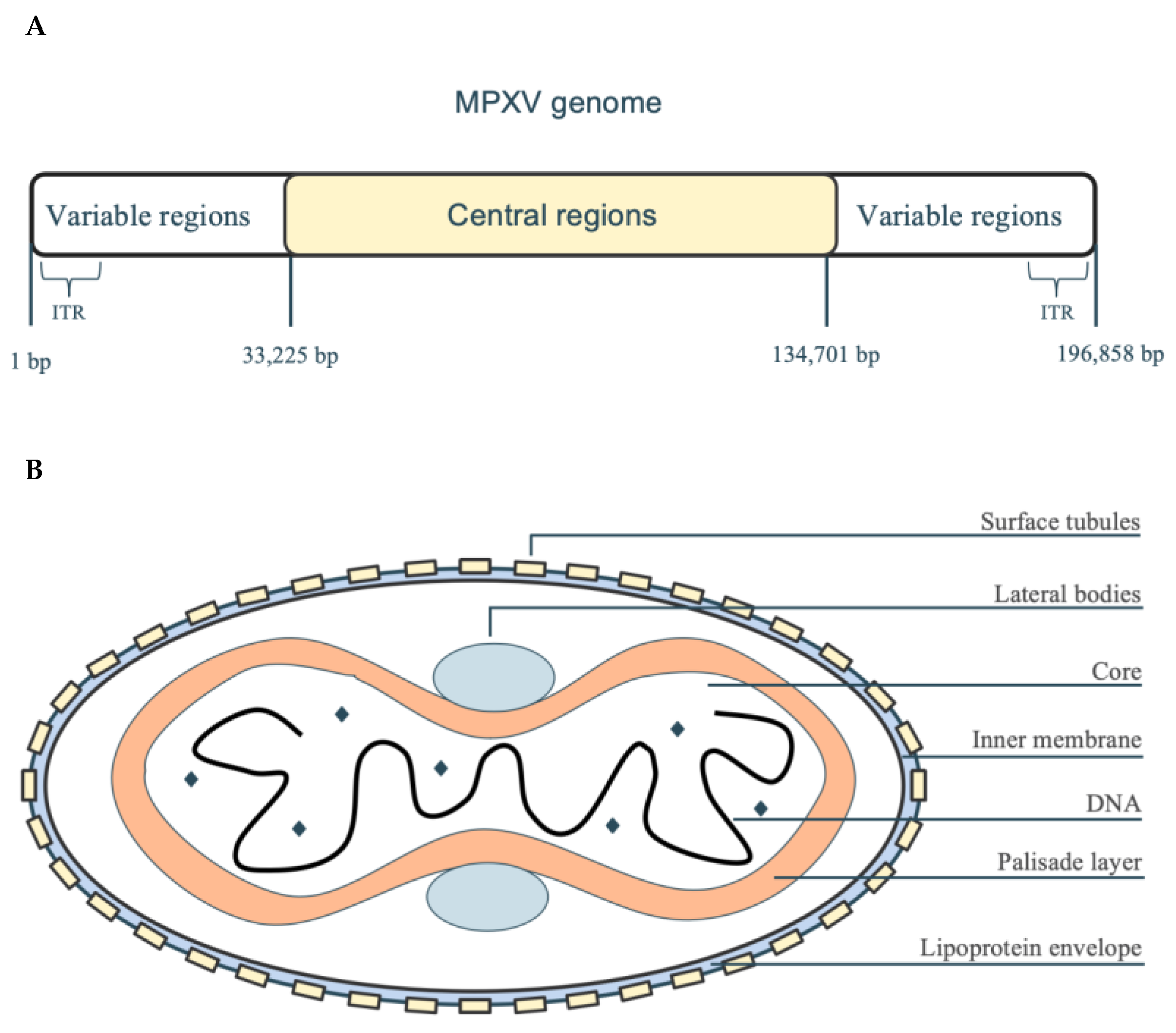 Viruses 17 01194 g001