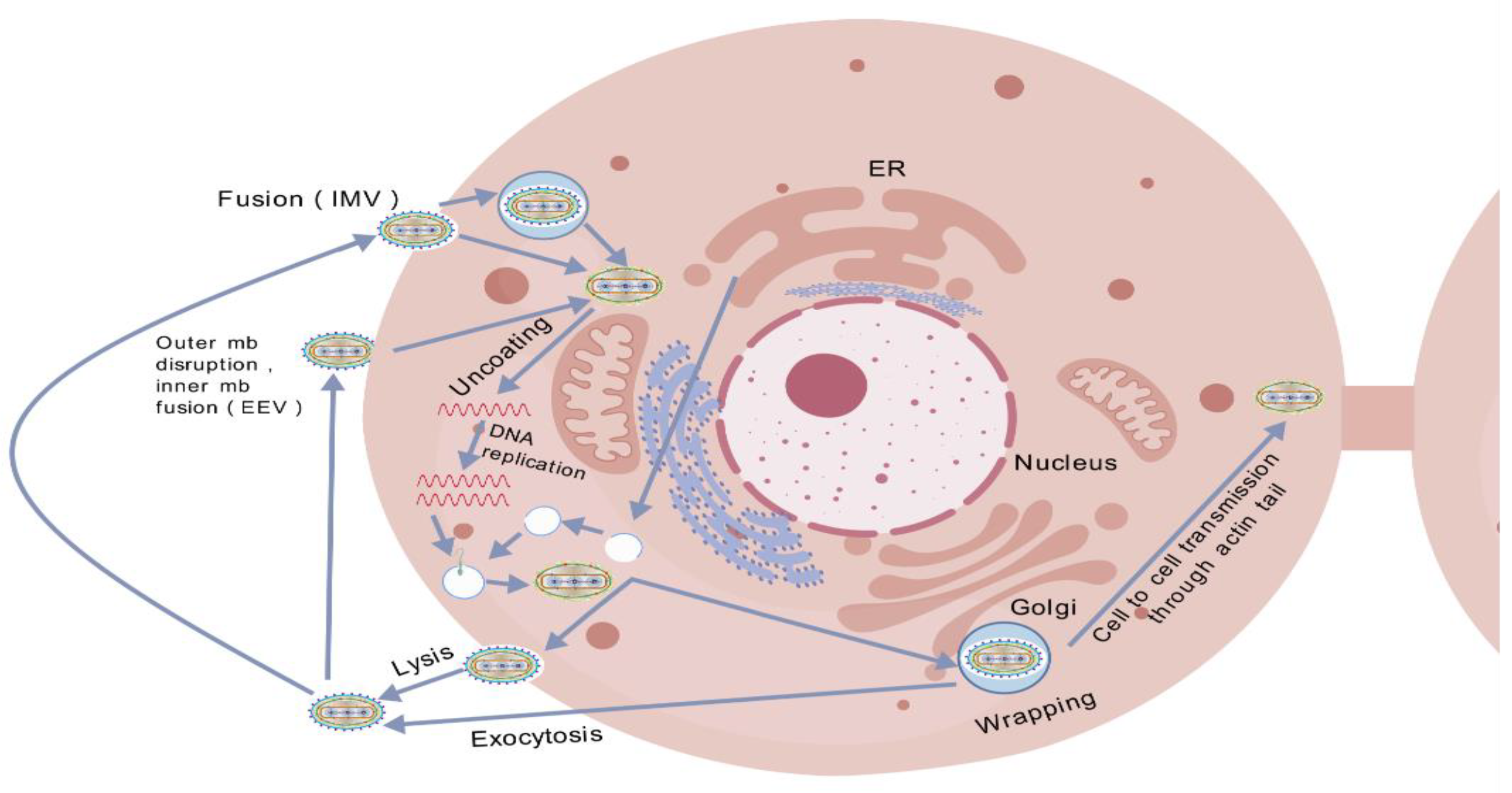 Viruses 17 01194 g002