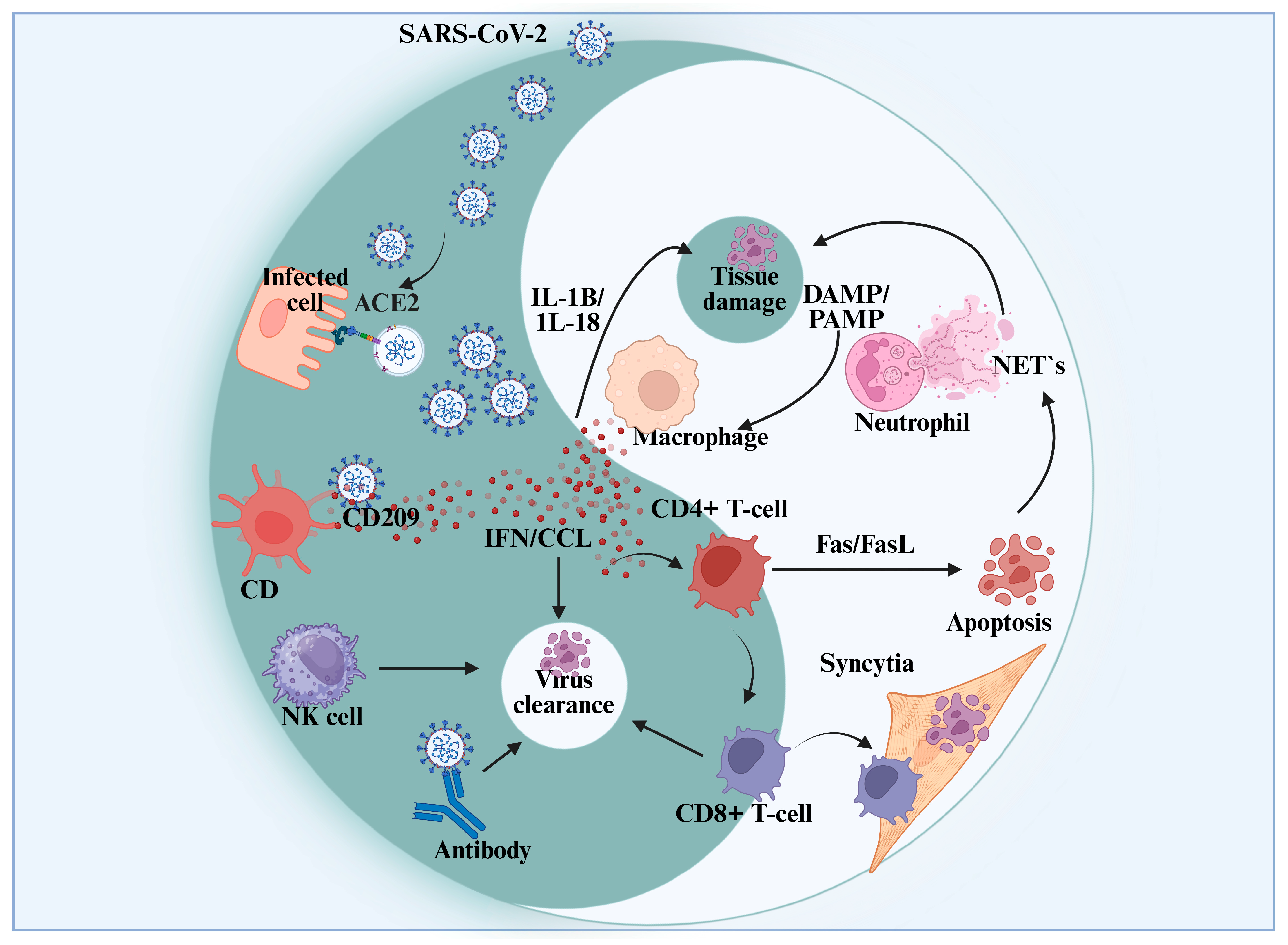 Viruses 17 01195 g003