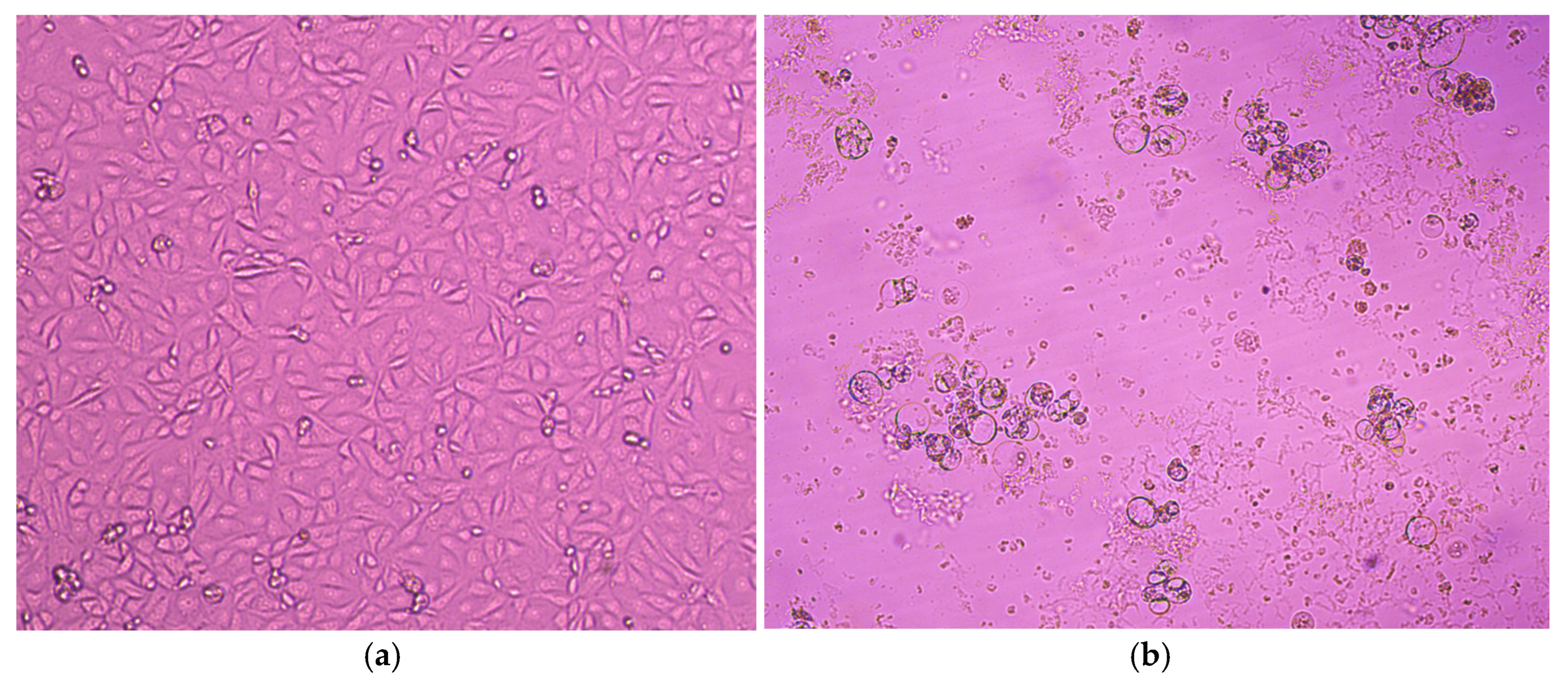 Viruses 17 01197 g003 Viruses 17 01197 g003