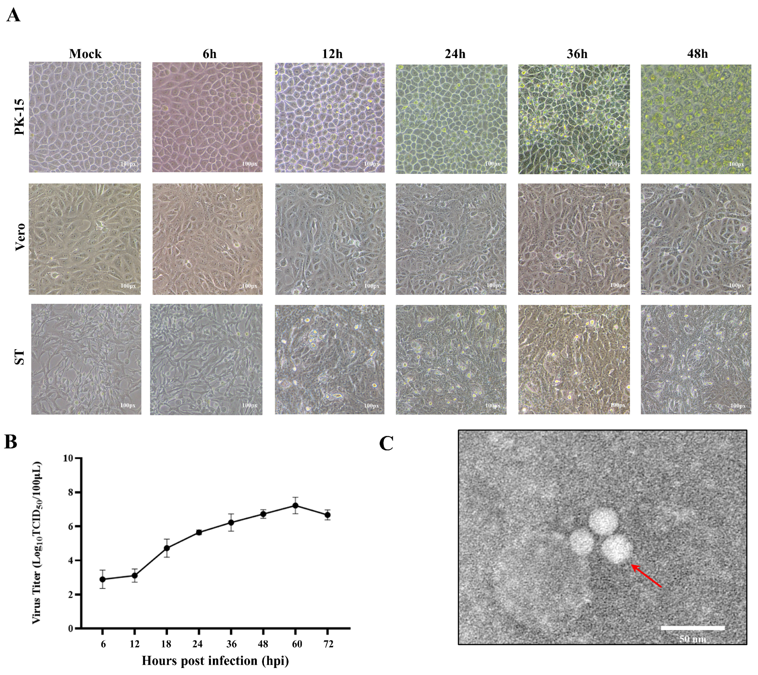 Viruses 17 01200 g001