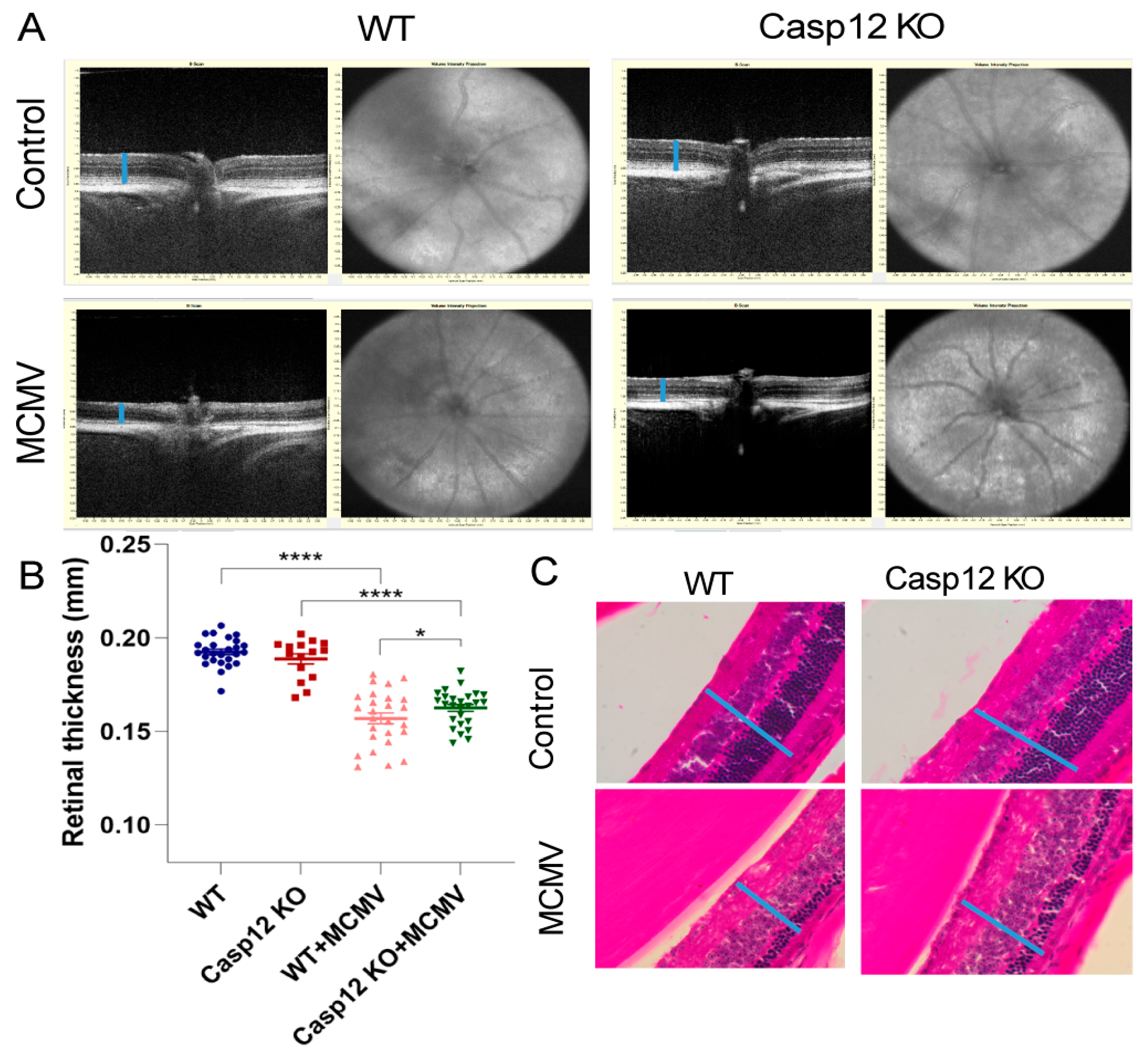Viruses 17 01206 g002 Viruses 17 01206 g002
