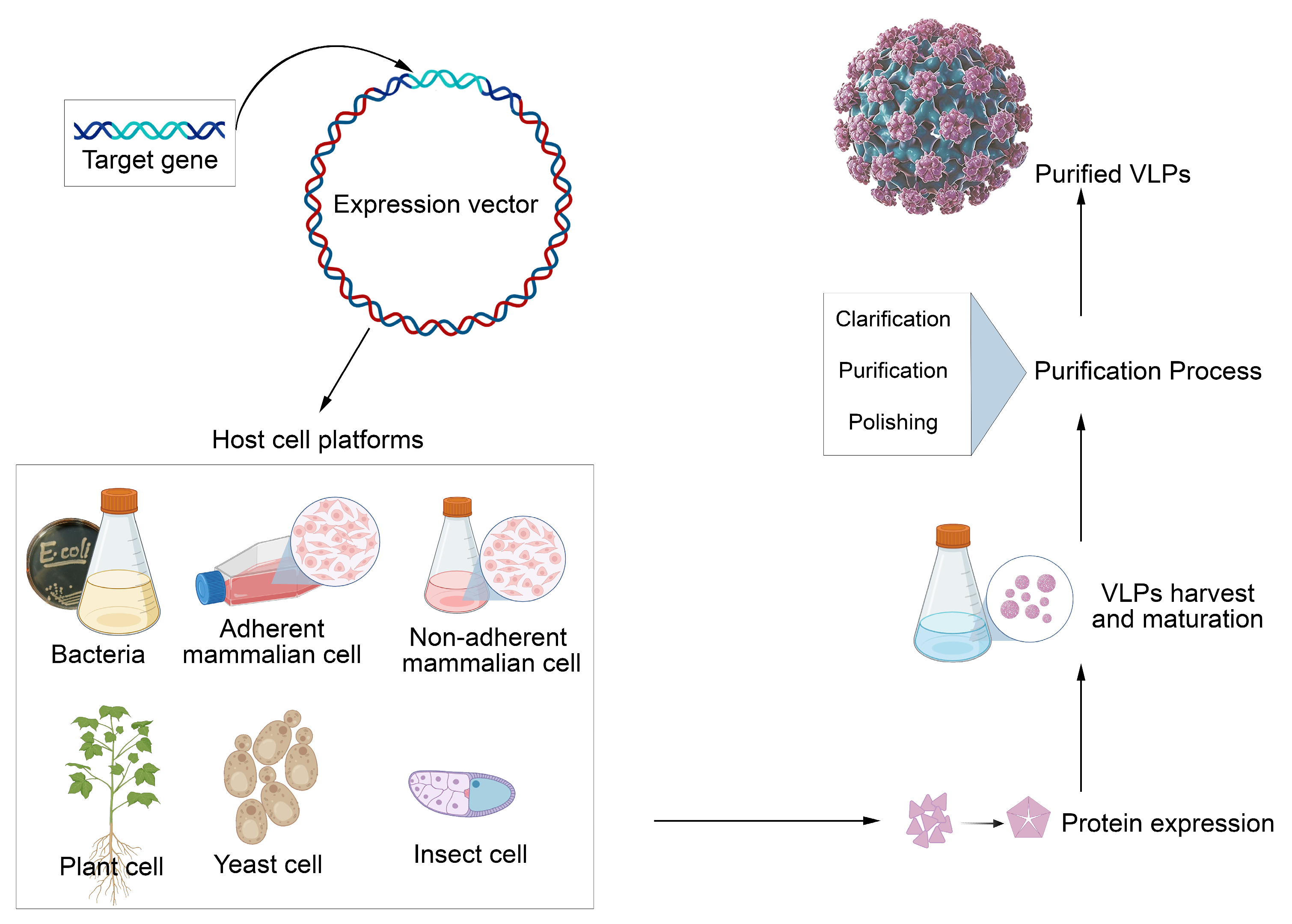 Viruses 17 01209 g003