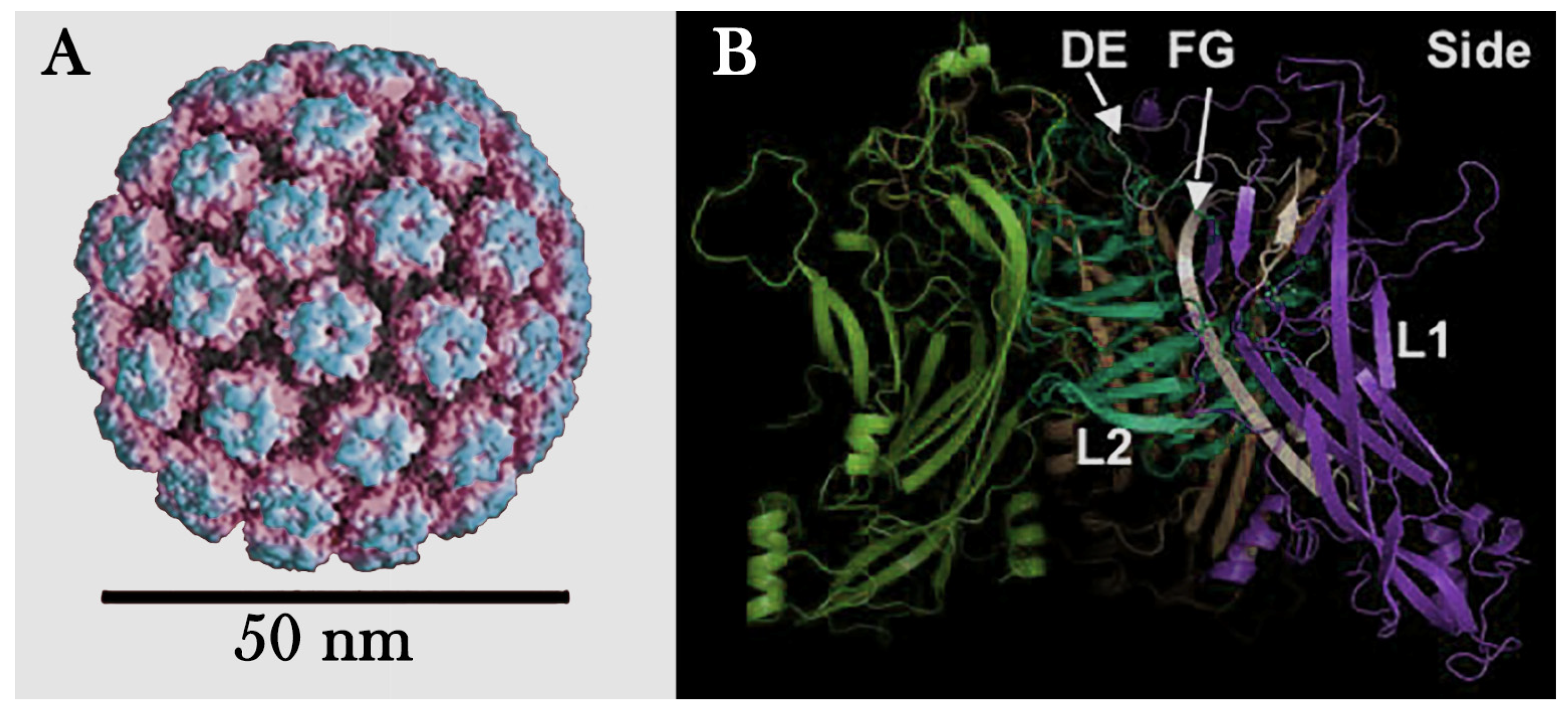 Viruses 17 01209 g005