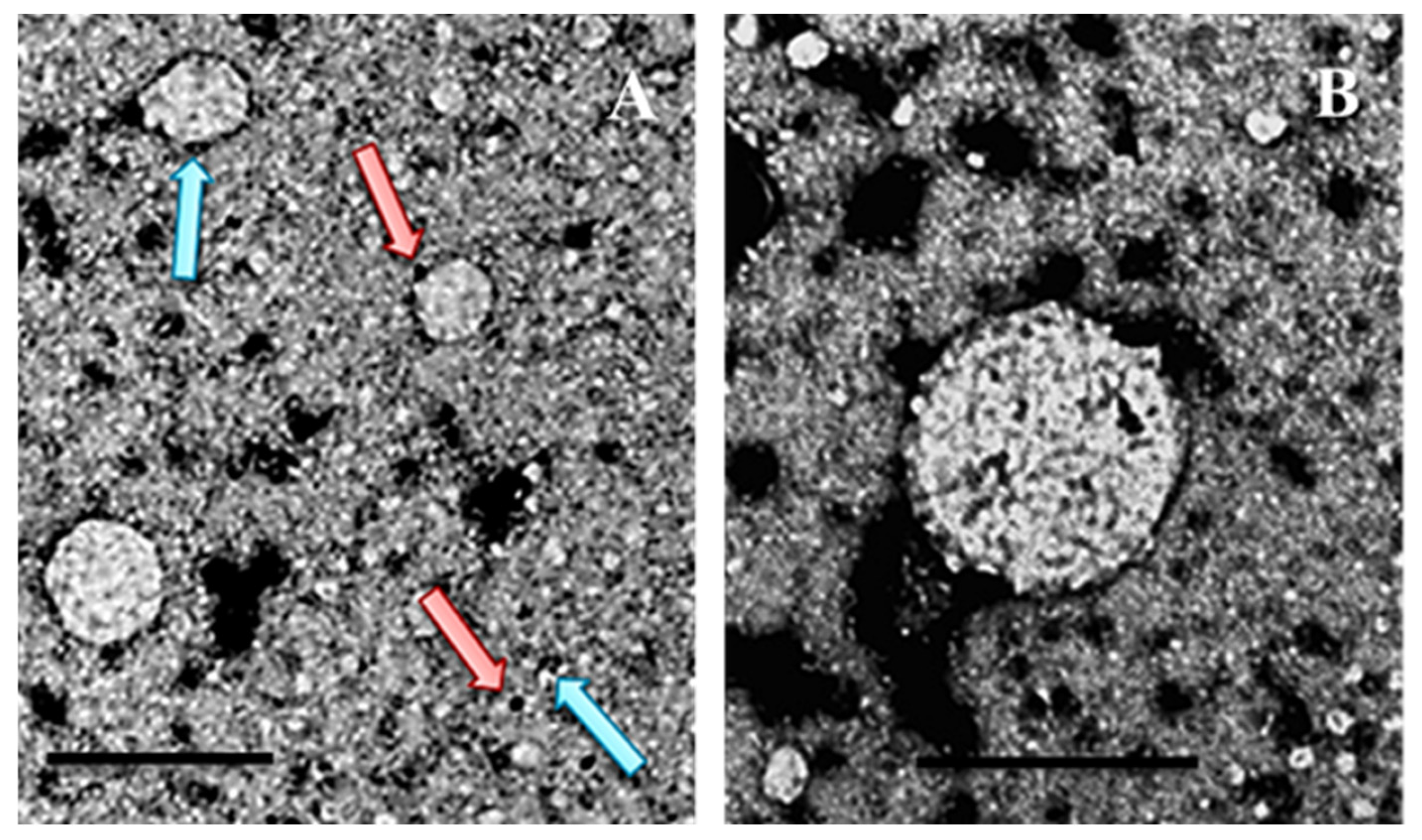 Viruses 17 01209 g006