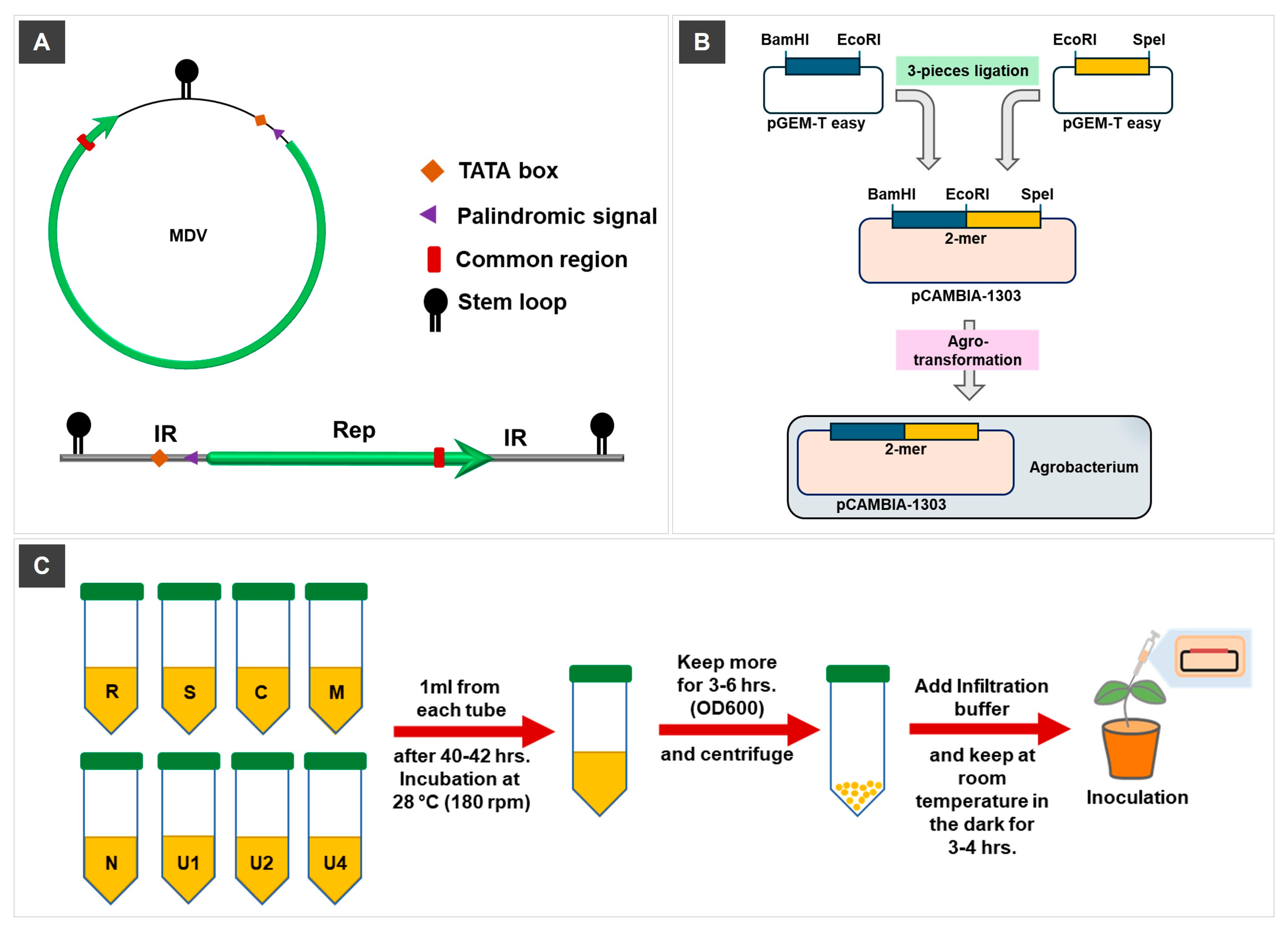 Viruses 17 01213 g001