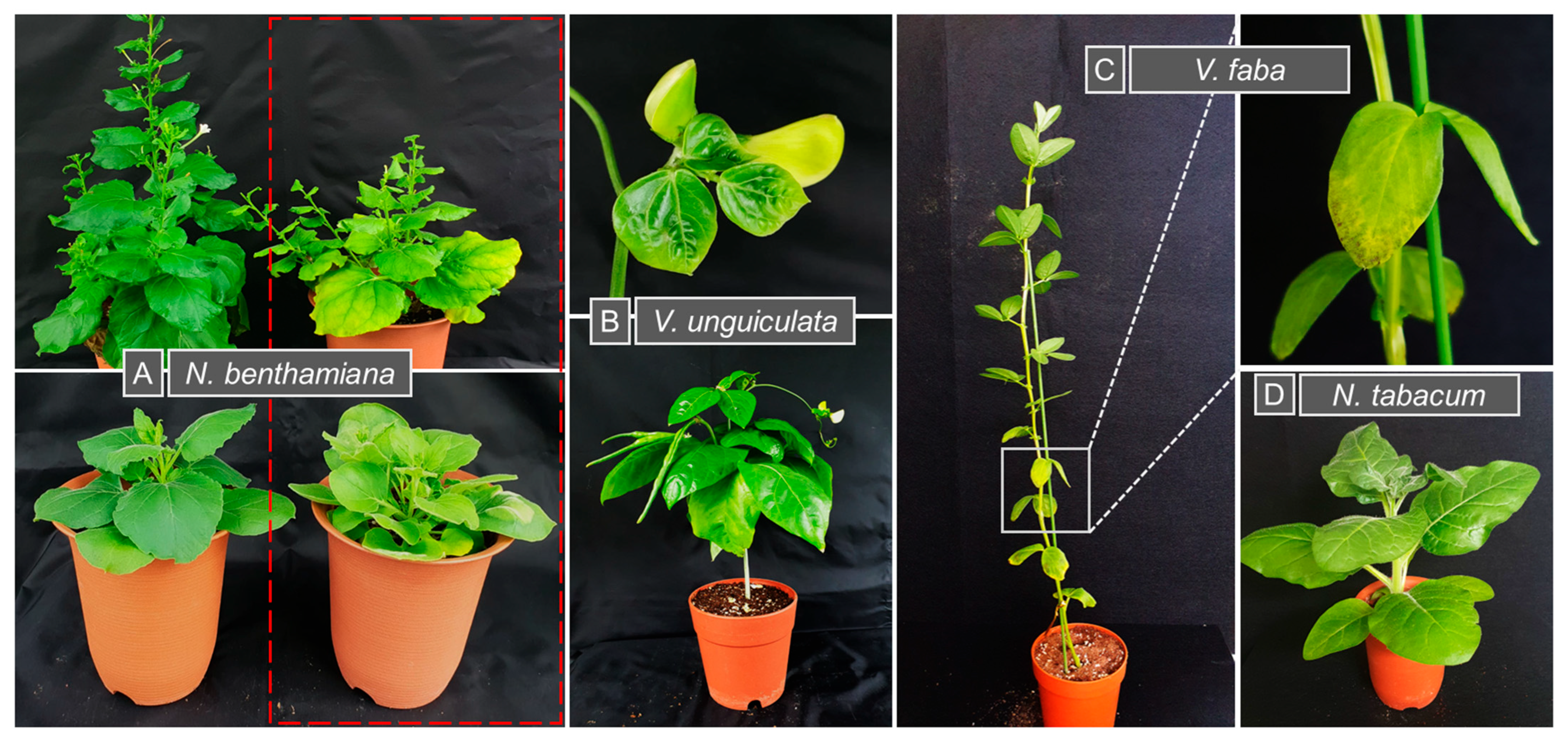 Viruses 17 01213 g002