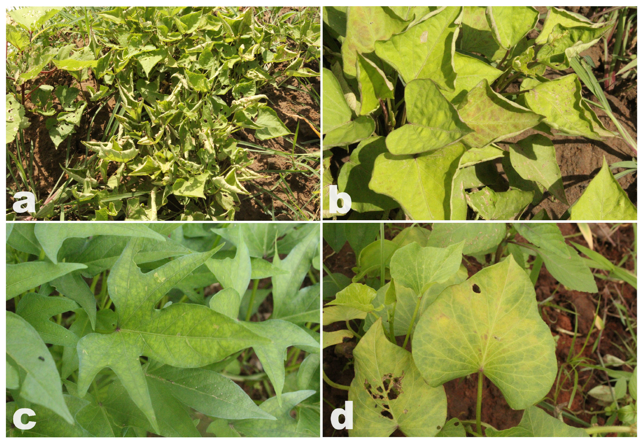 Viruses 17 01222 g001