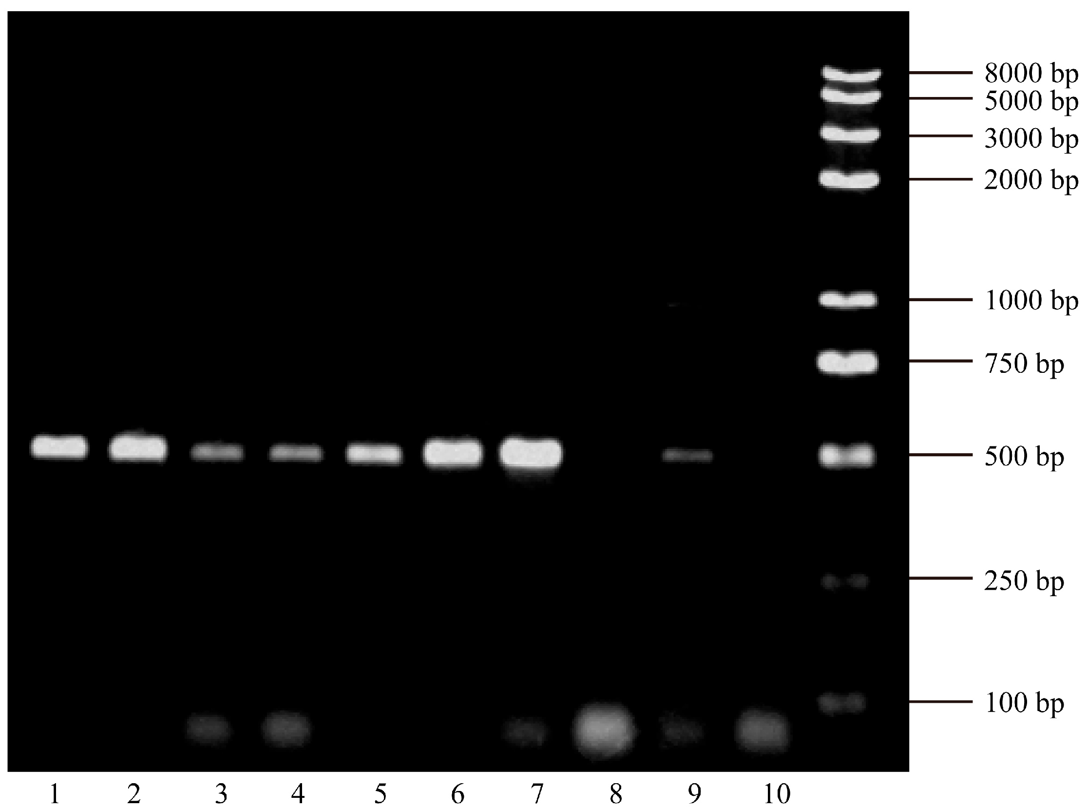 Viruses 17 01223 g001 Viruses 17 01223 g001