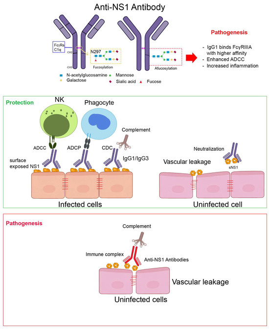 Fc-Mediated Effector Functions of Anti-NS1 Antibodies in Dengue