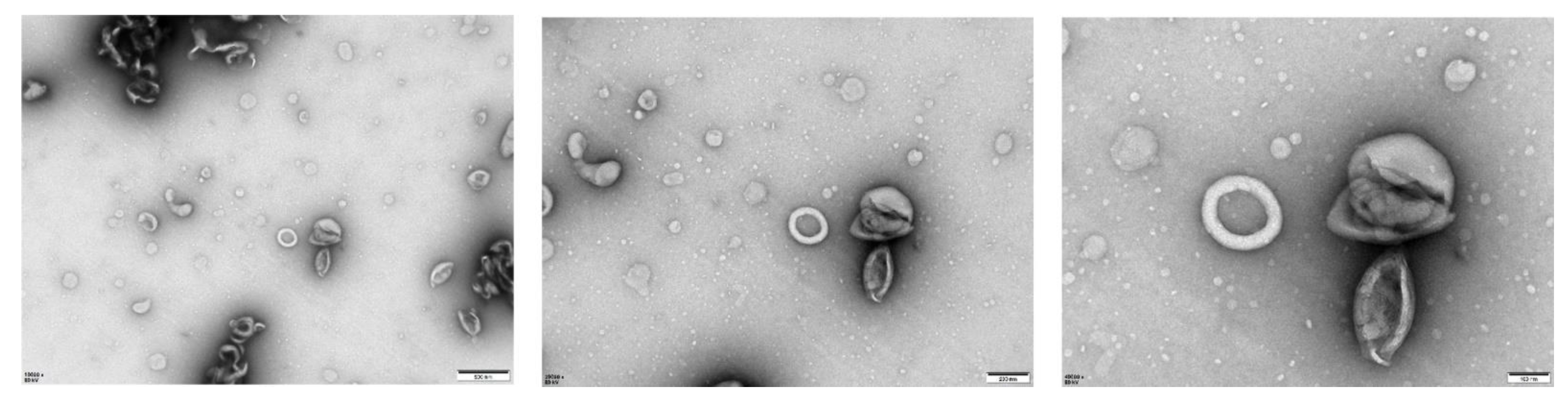 Viruses 17 01240 g006