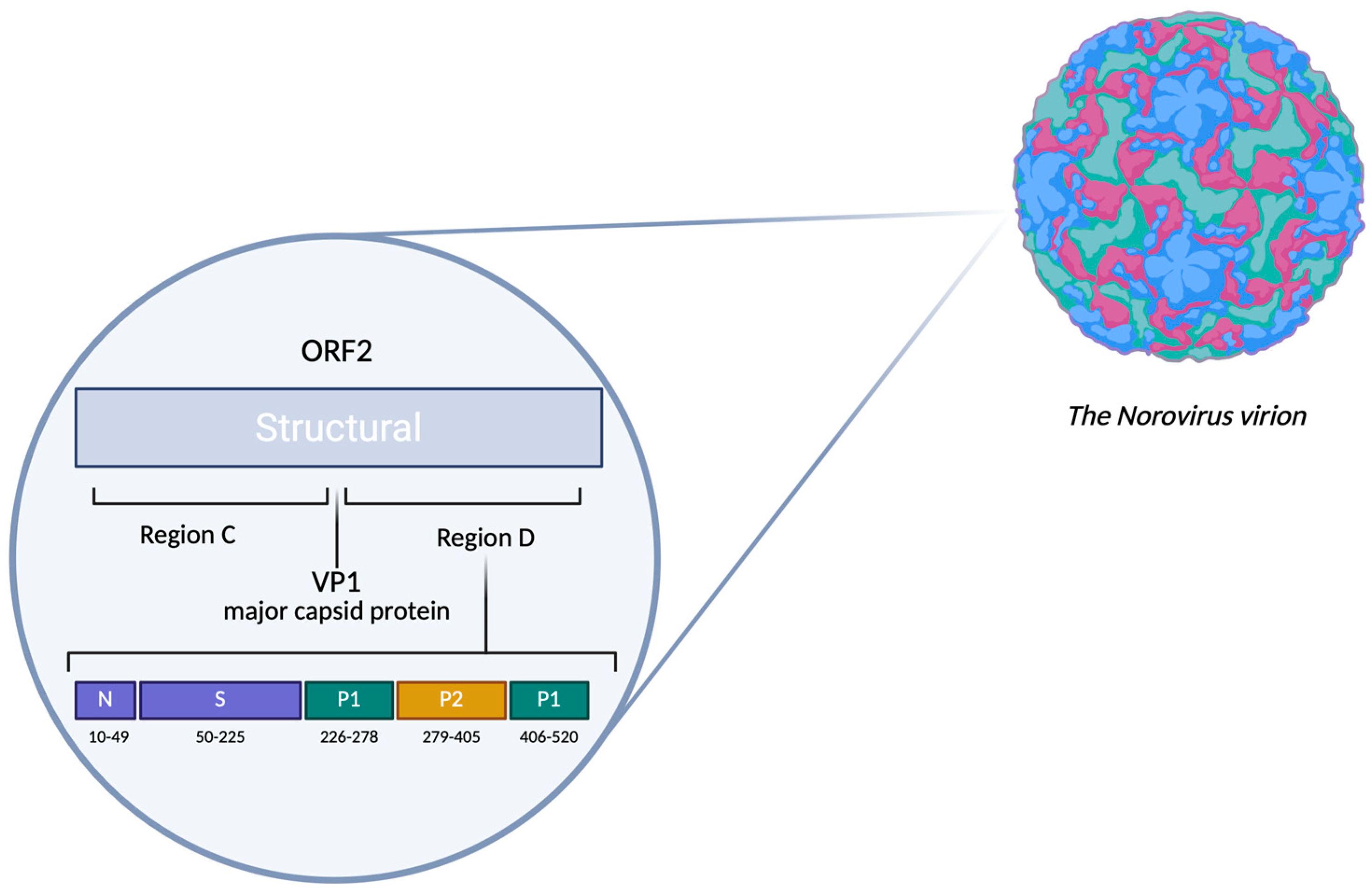 Viruses 17 01243 g001 Viruses 17 01243 g001