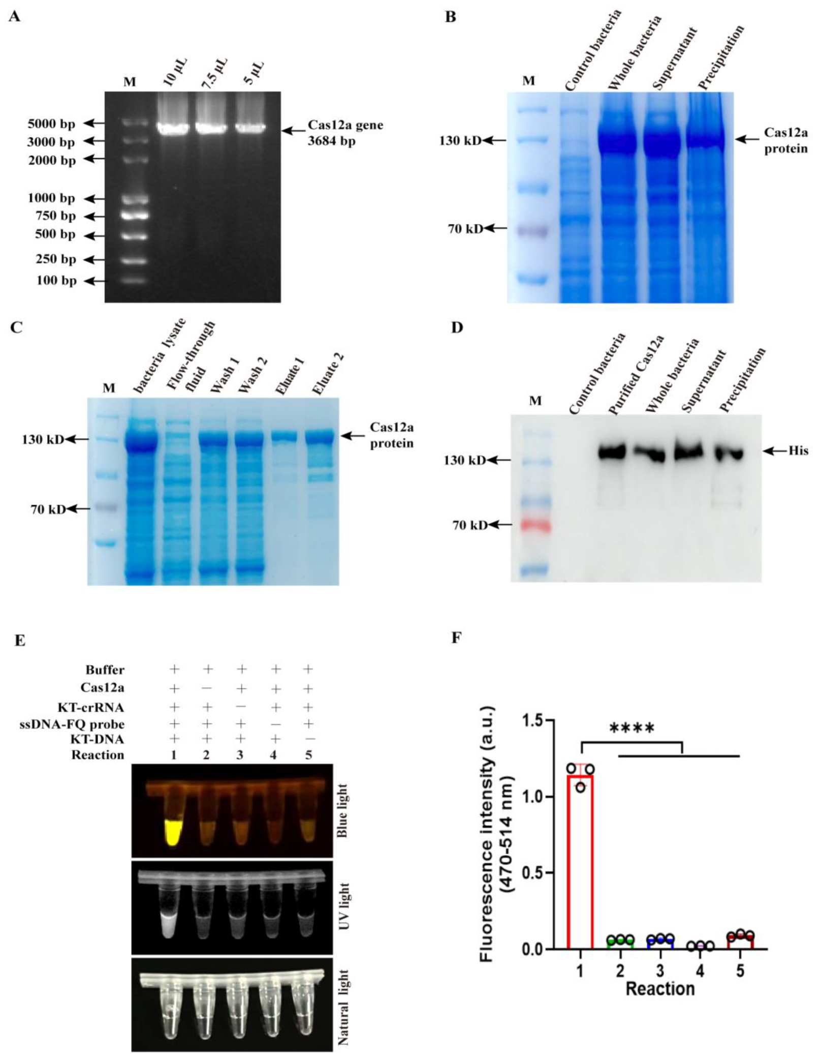 Viruses 17 01264 g001 Viruses 17 01264 g001