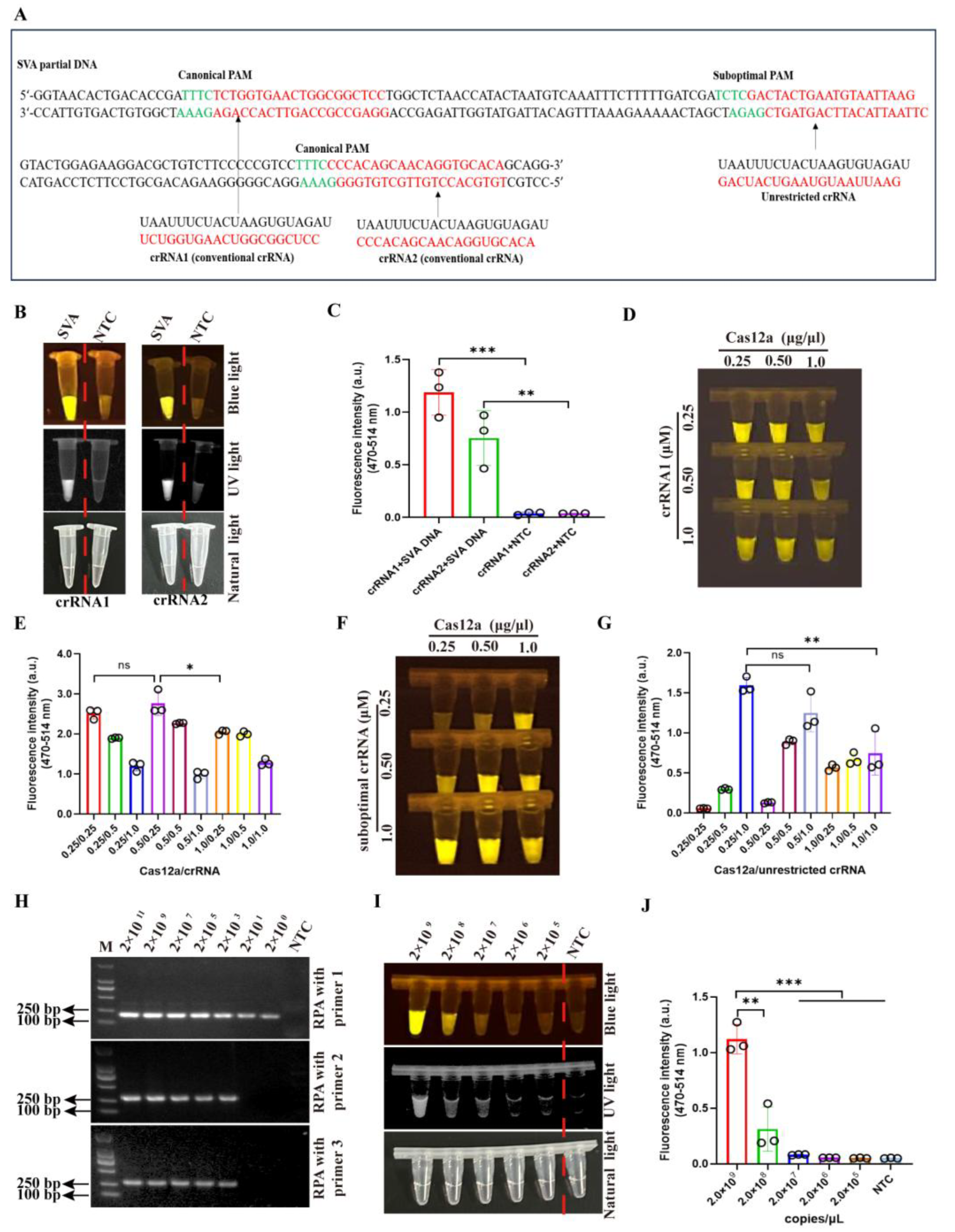 Viruses 17 01264 g002 Viruses 17 01264 g002