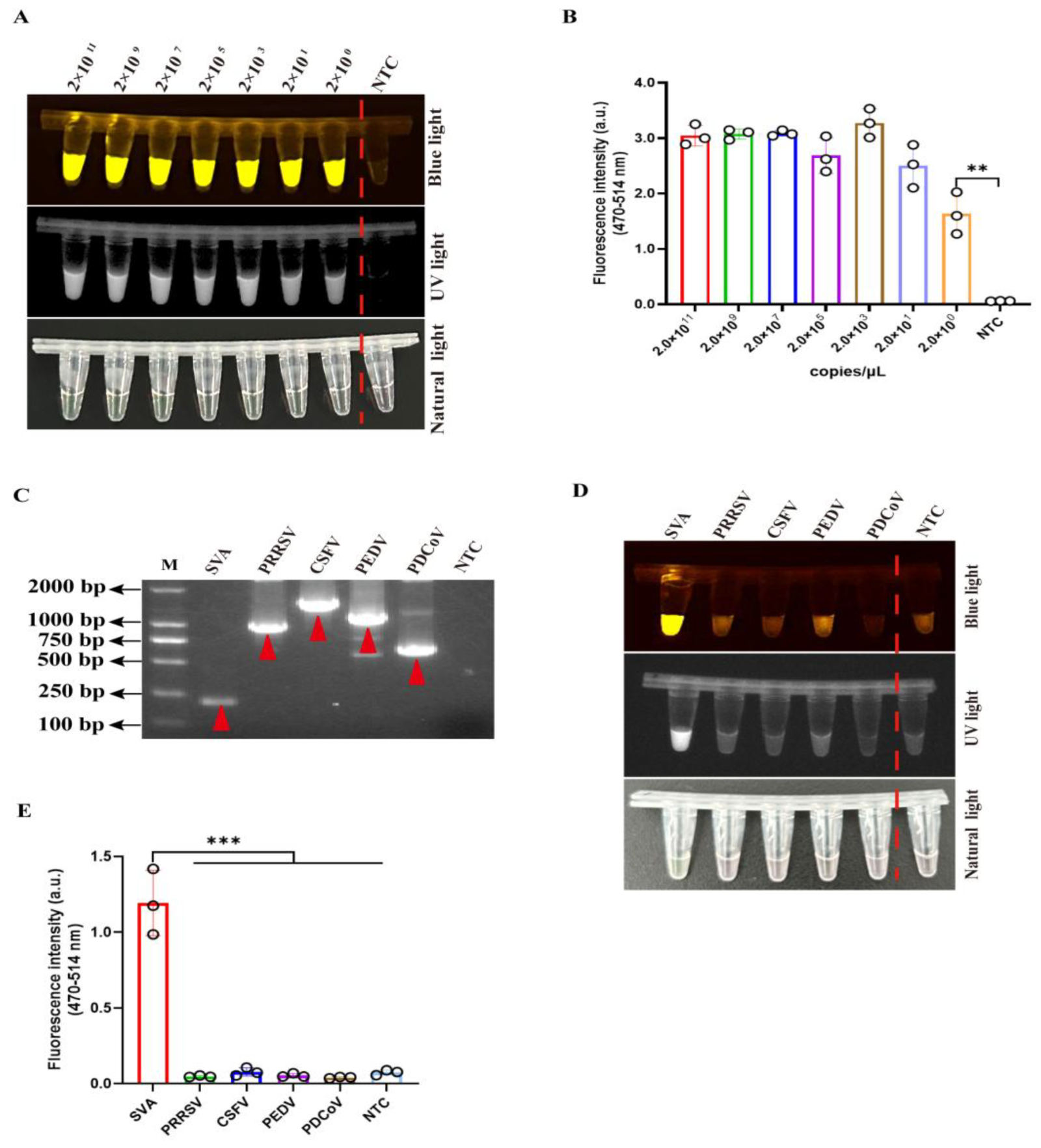 Viruses 17 01264 g004 Viruses 17 01264 g004