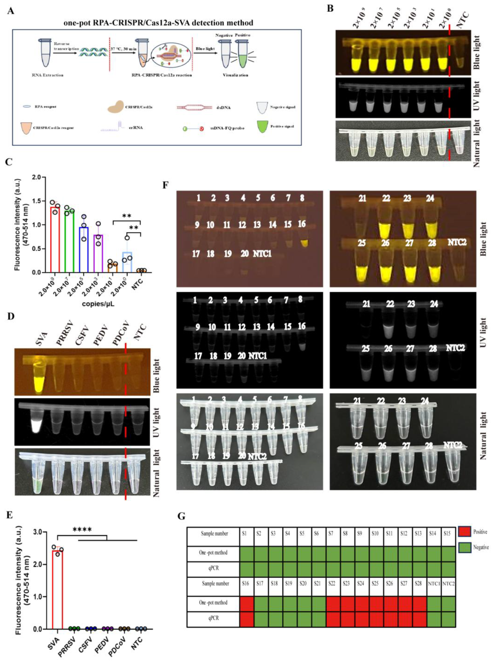 Viruses 17 01264 g006 Viruses 17 01264 g006
