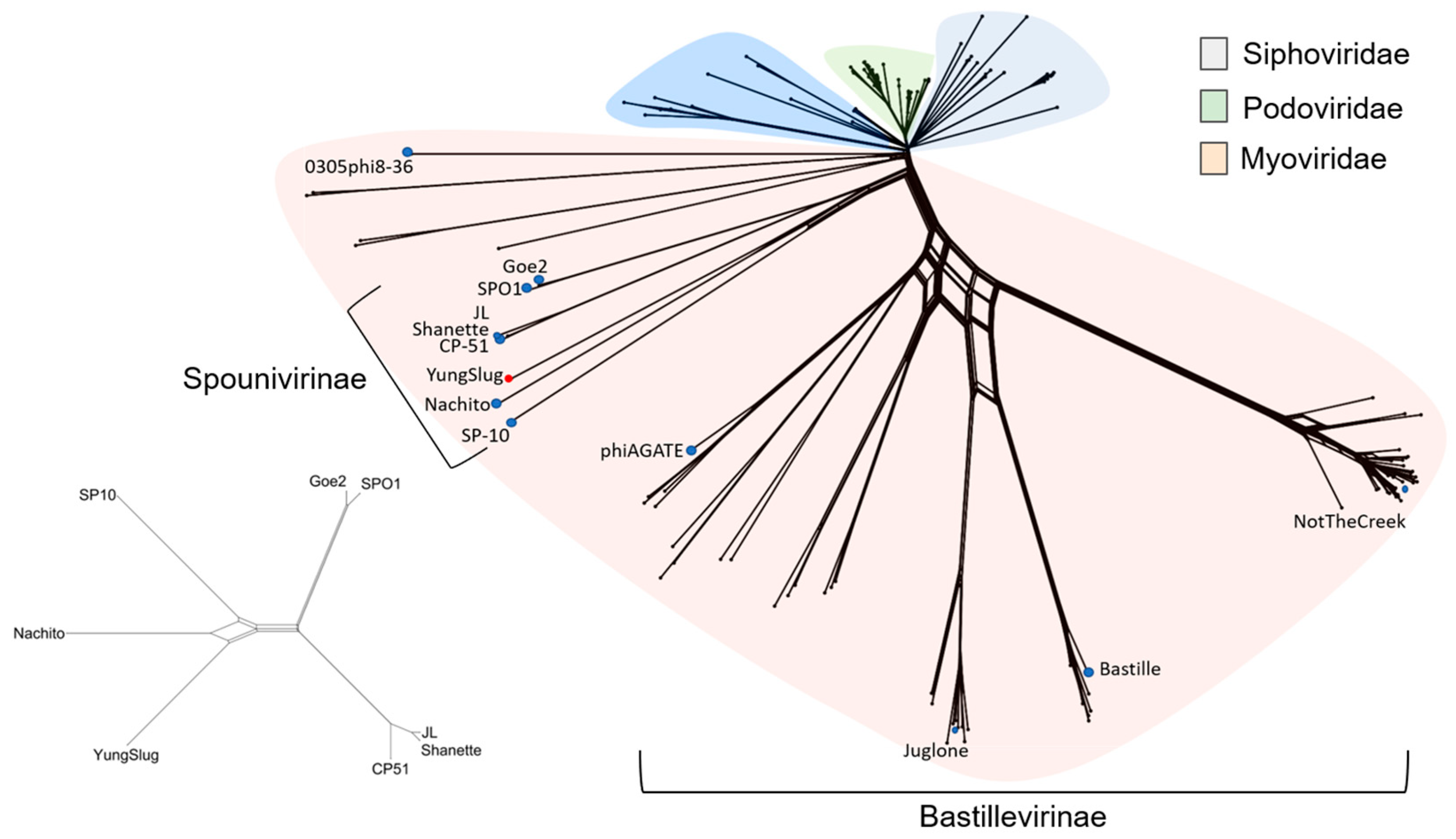 Viruses 17 01267 g001
