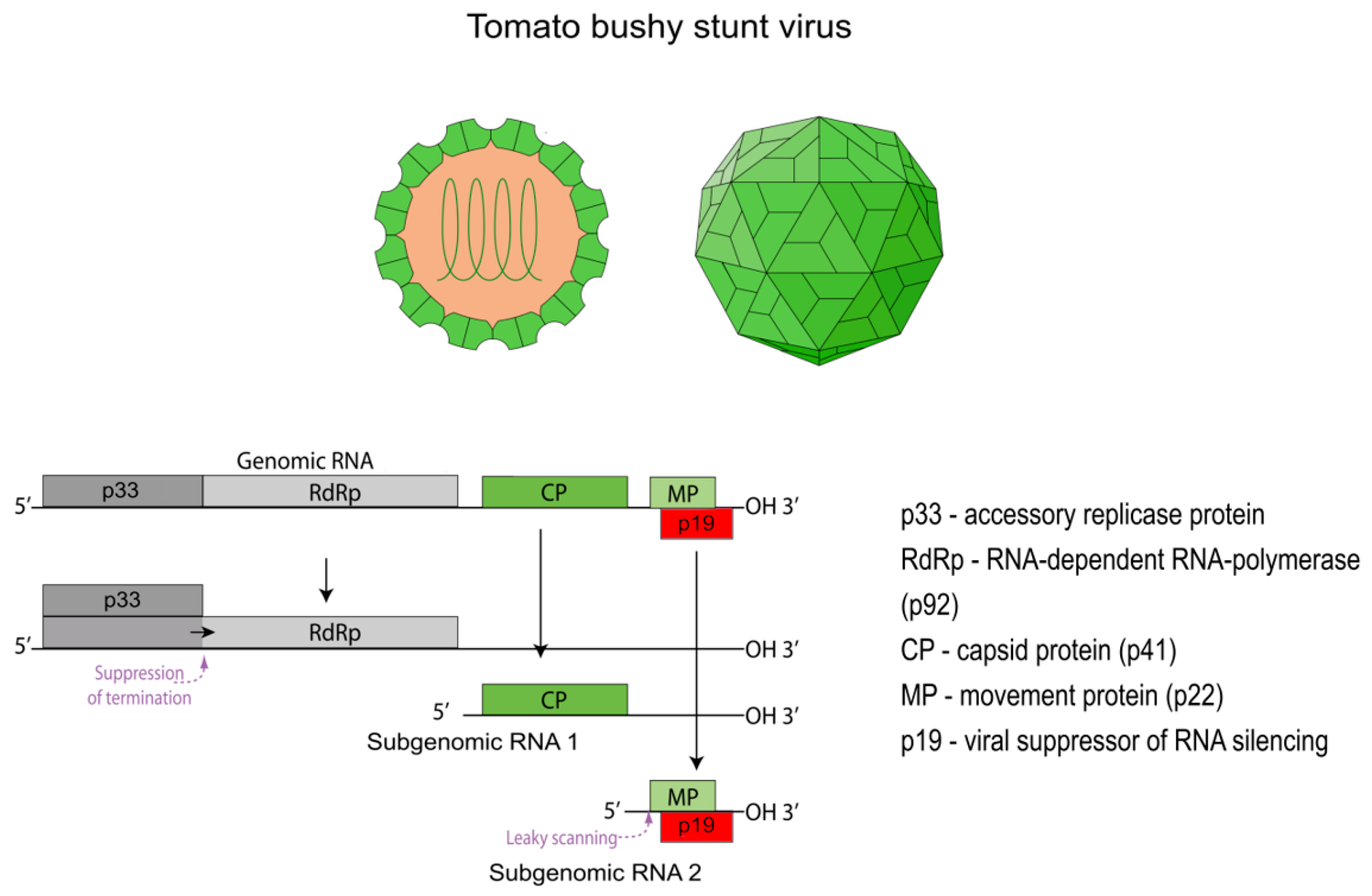 Viruses 17 01268 g001