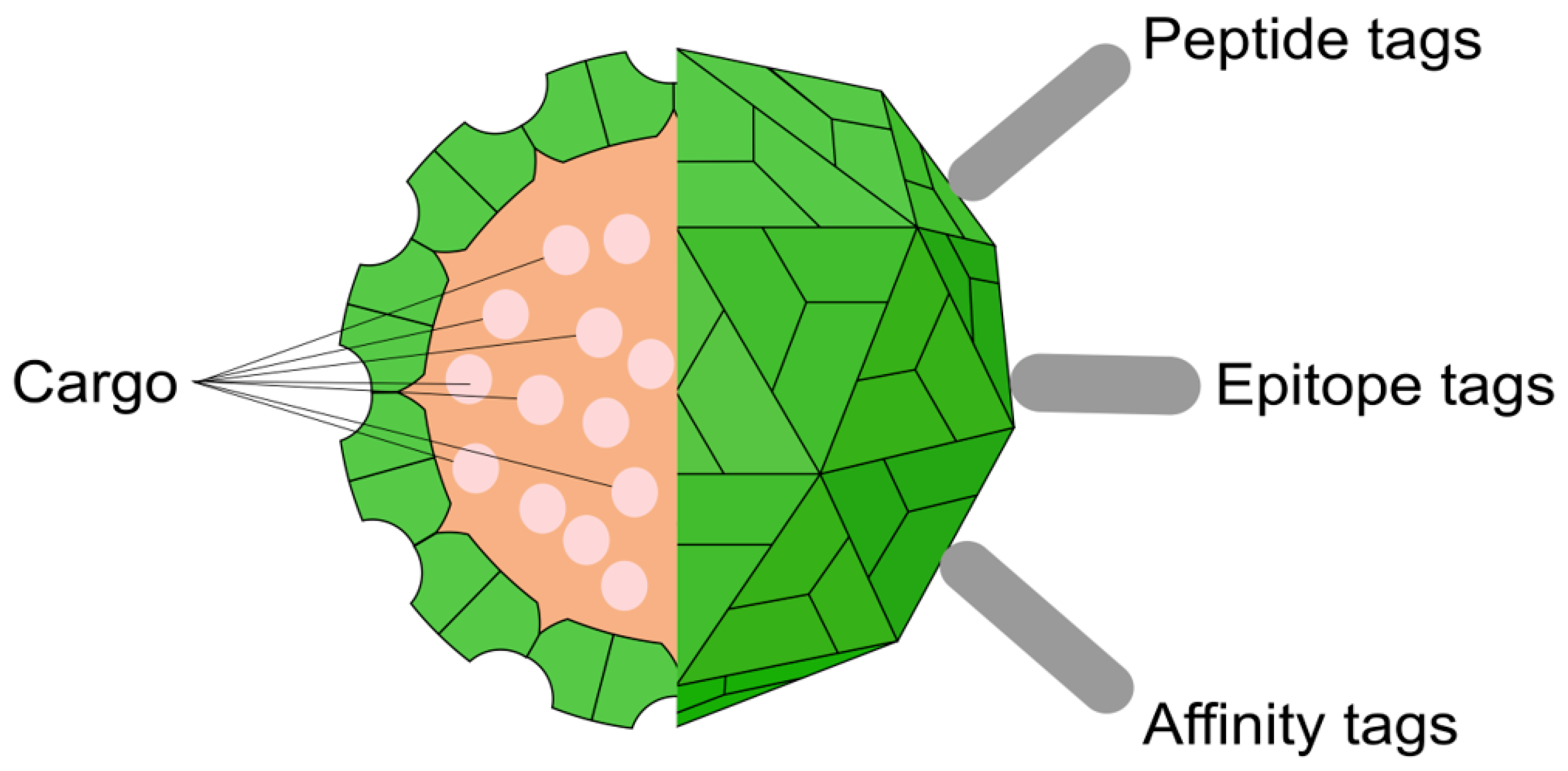 Viruses 17 01268 g003