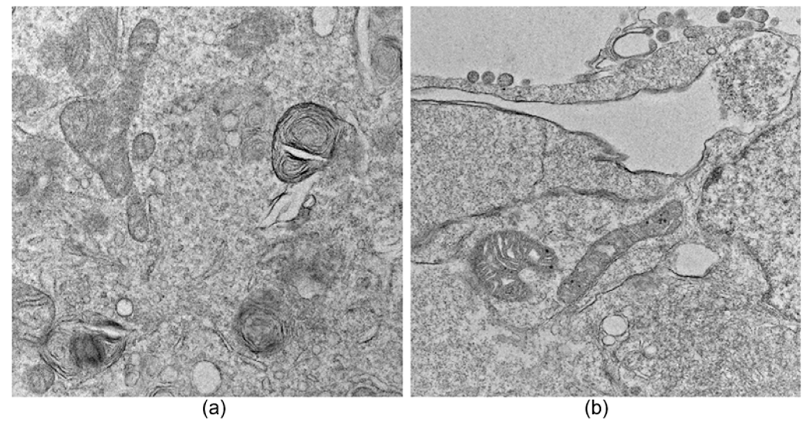 Viruses 17 01272 g001