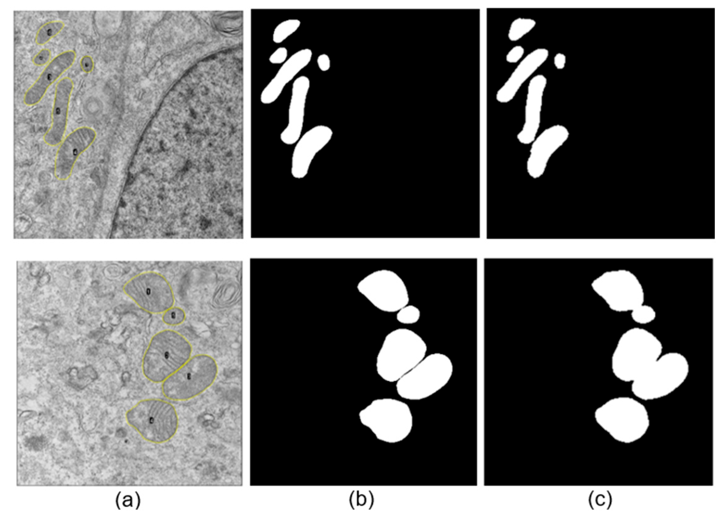 Viruses 17 01272 g006