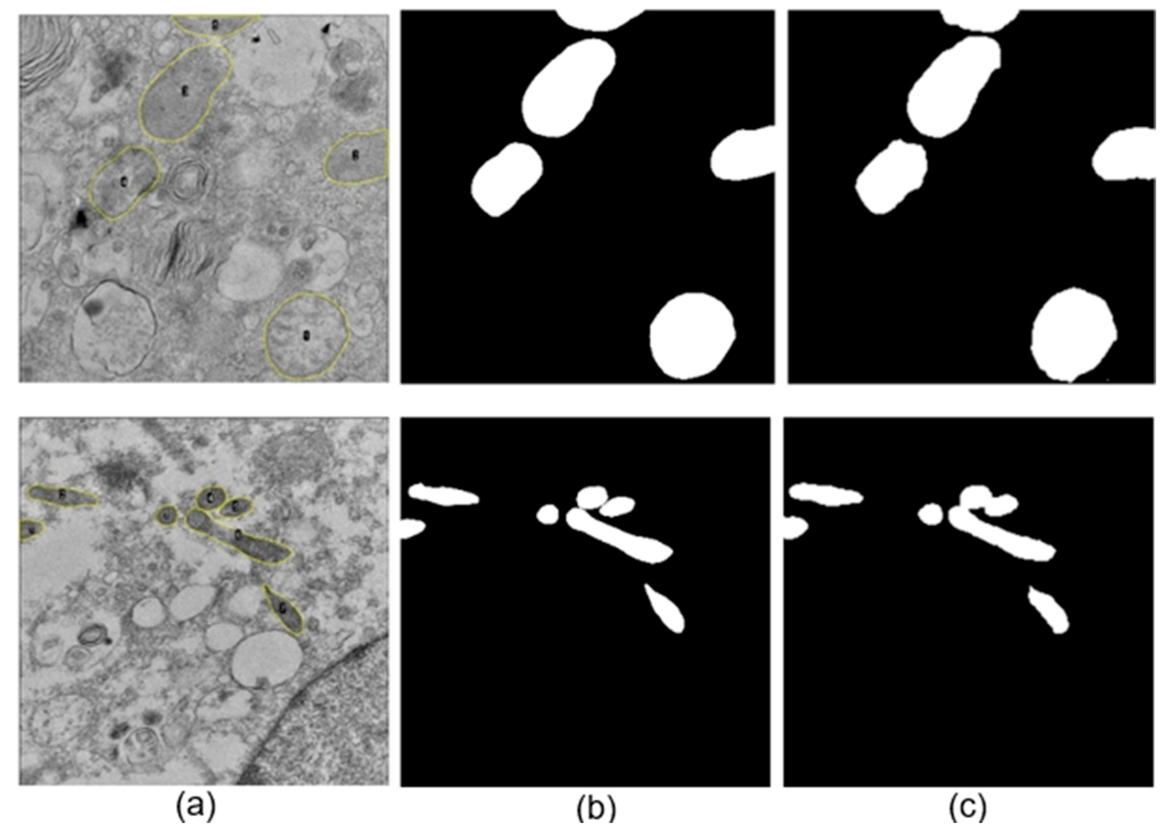 Viruses 17 01272 g007